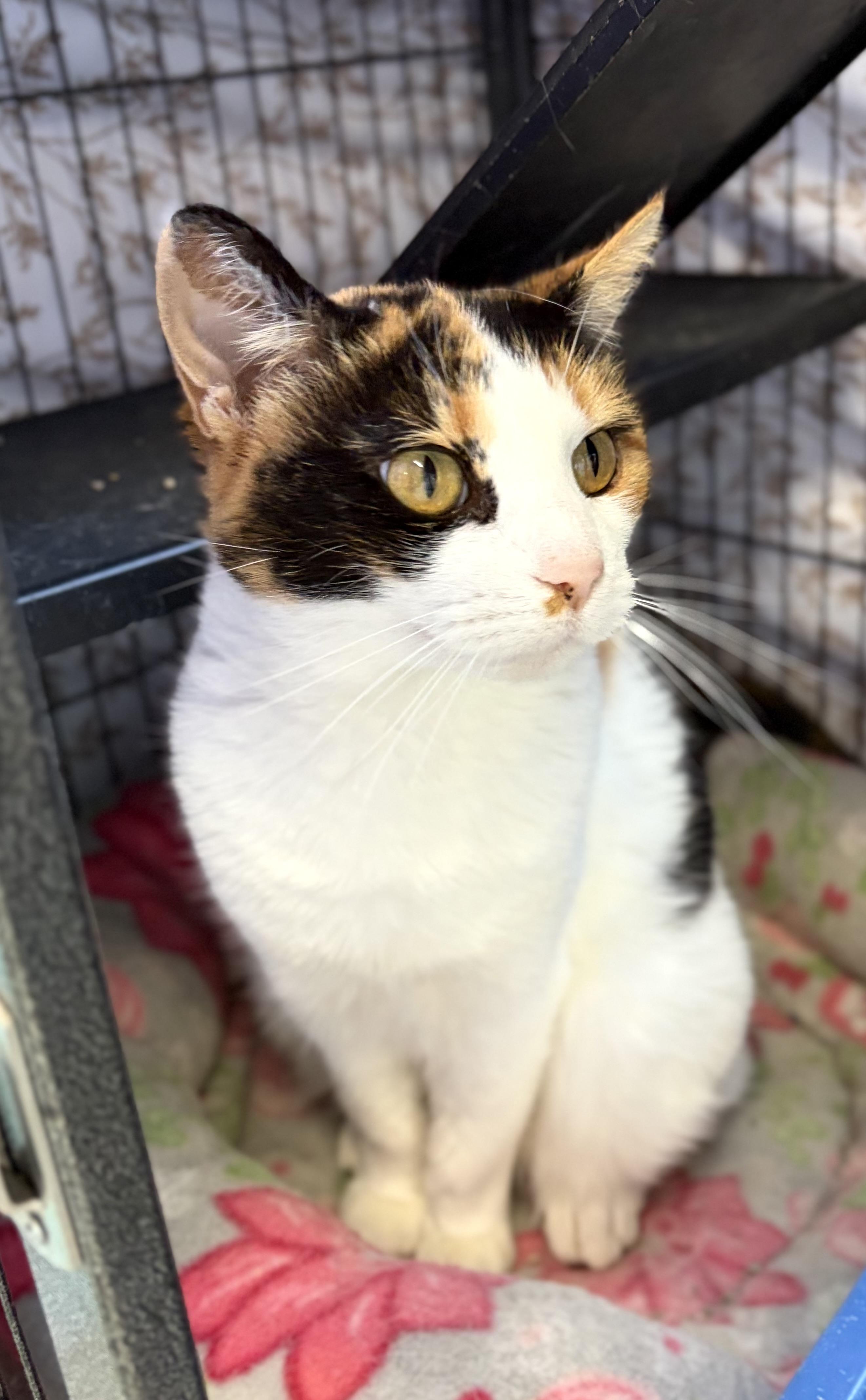 Enlarge Loretta, a Adoptable Domestic Short Hair in Bardstown, KY image 5/6