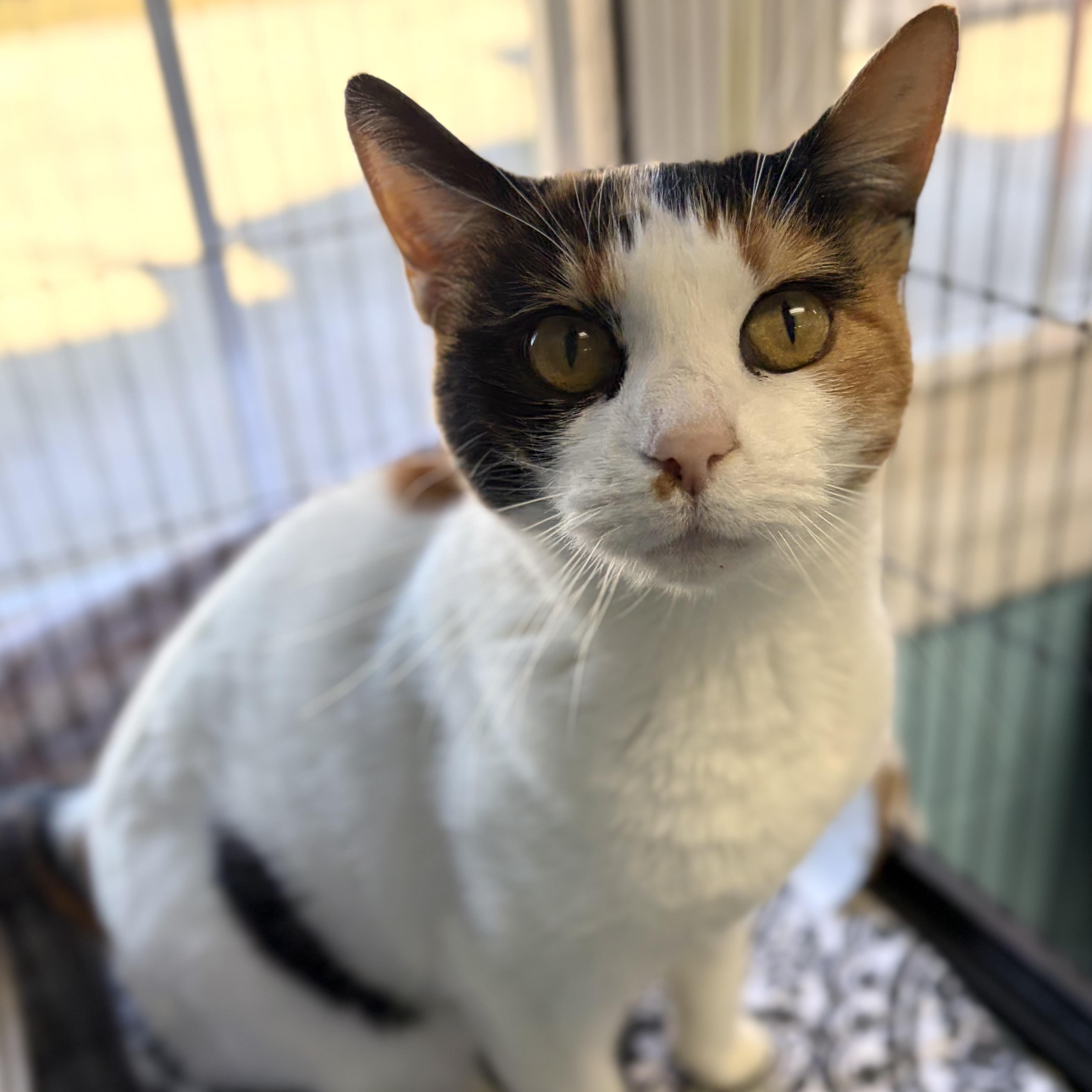 Loretta, Adoptable, Senior Female Domestic Short Hair.