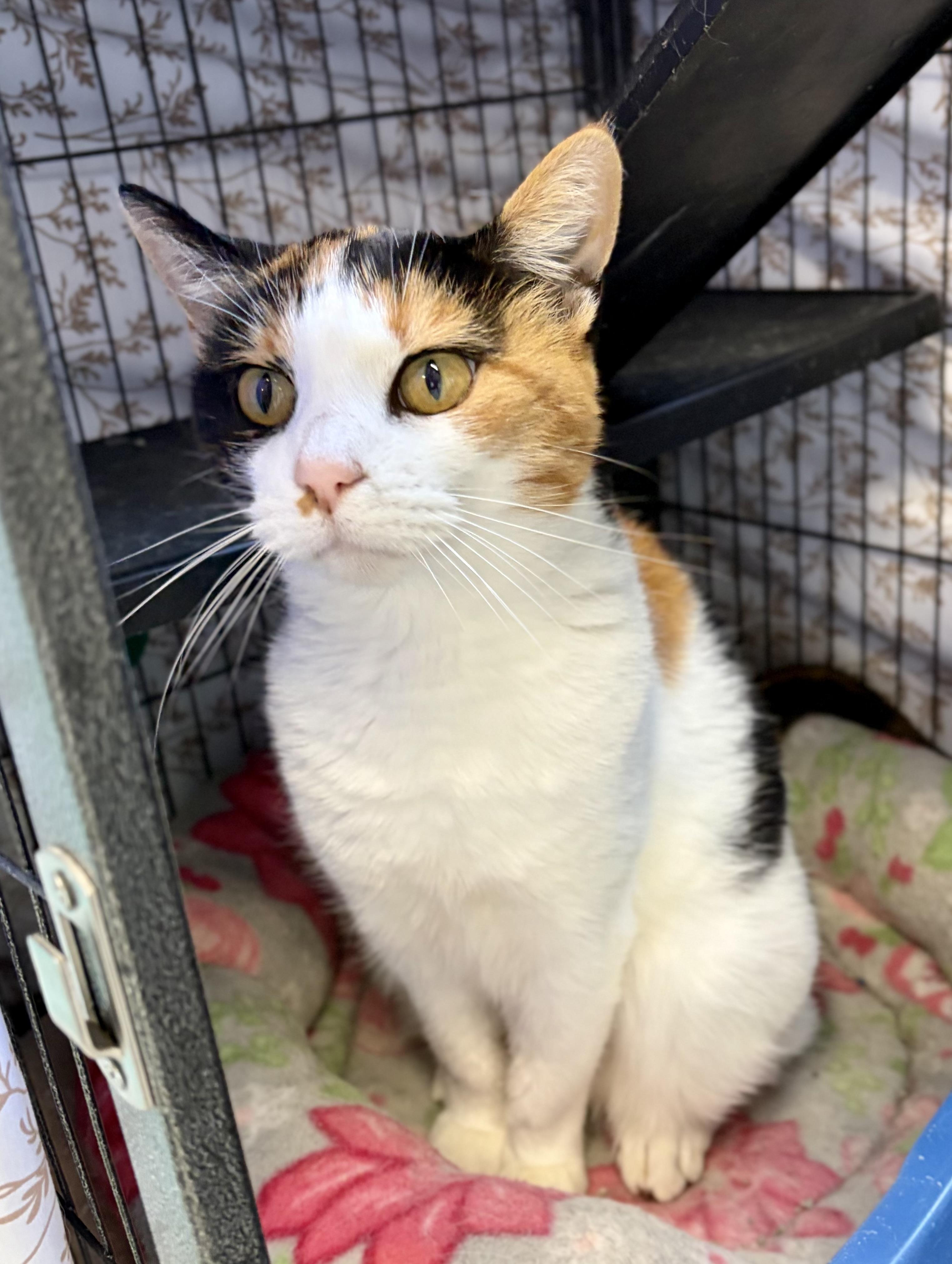 Enlarge Loretta, a Adoptable Domestic Short Hair in Bardstown, KY image 2/6