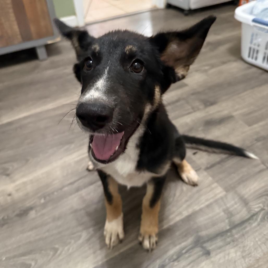 Enlarge Stella, a Adoptable German Shepherd Dog in Griffin, GA image 2/2