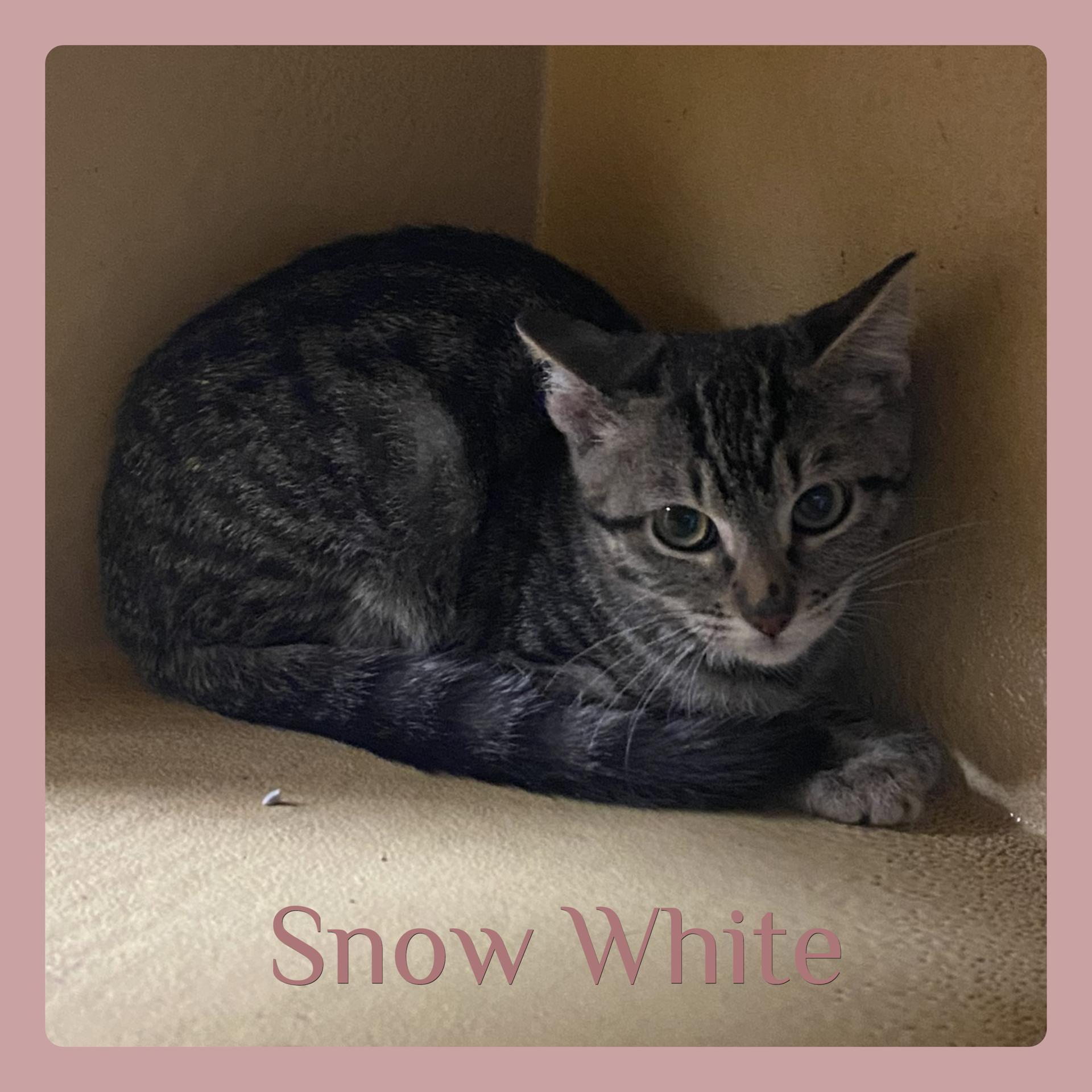 SNOW WHITE, ADOPTABLE, Kitten Female Tabby.
