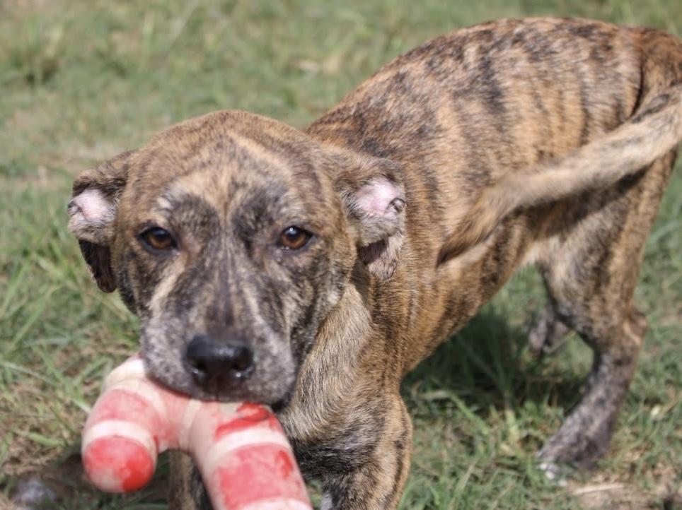 Riley, Adoptable, Puppy Female Terrier & Hound.