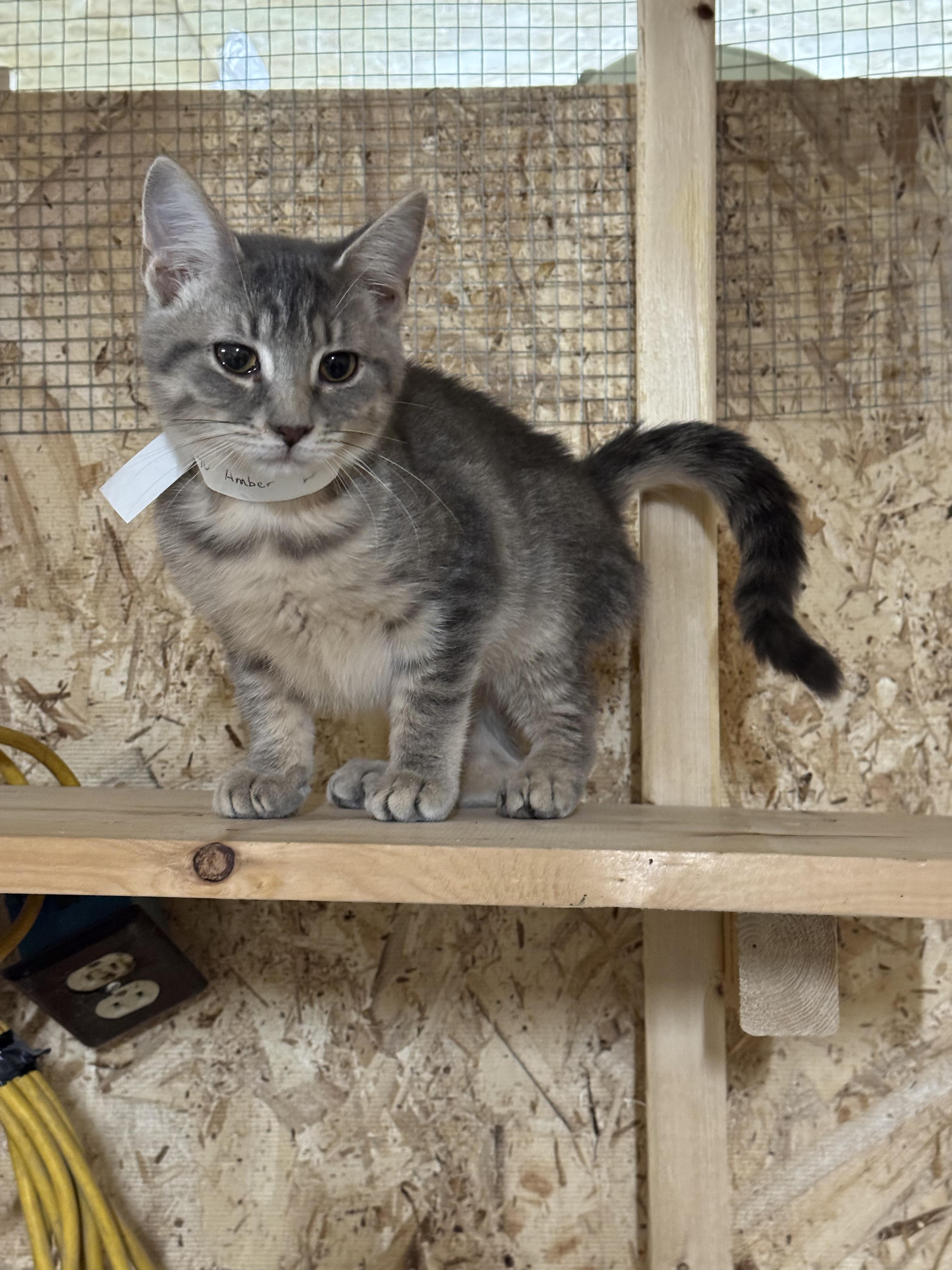 Amber, Adoptable, Young Female Domestic Short Hair.