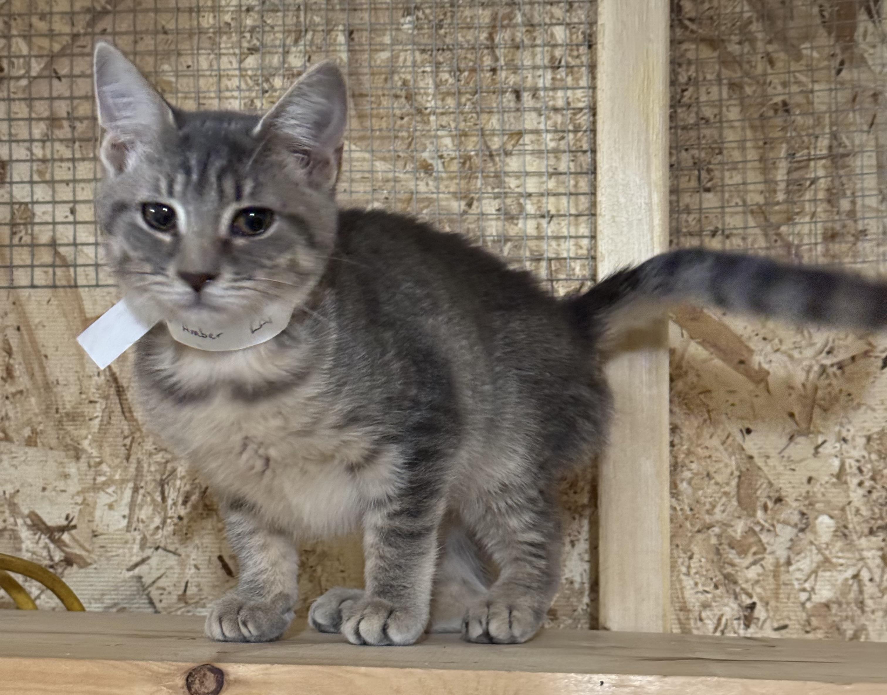 Enlarge Amber, an adopted Domestic Short Hair in Ludington, MI image 2/2