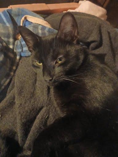 Cuddles (Courtesy Post), ADOPTABLE, Young Female Domestic Short Hair.