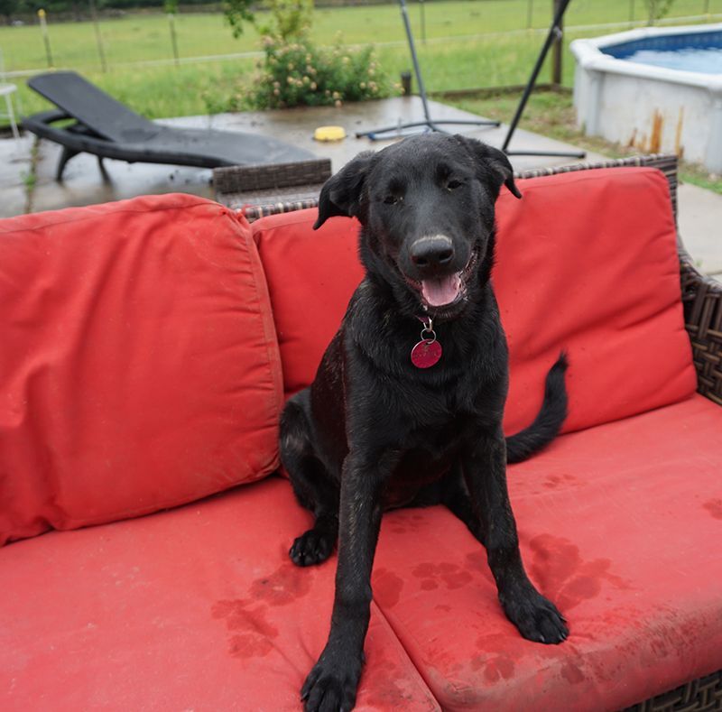 KiKi, a Adoptable mixed breed in Houston, TX image 1/10