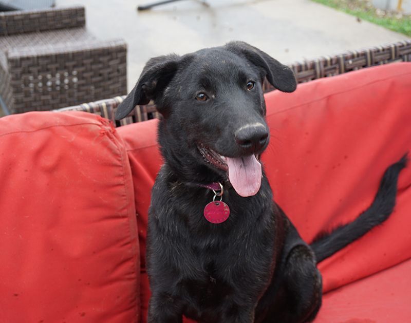 KiKi, a Adoptable mixed breed in Houston, TX image 2/10