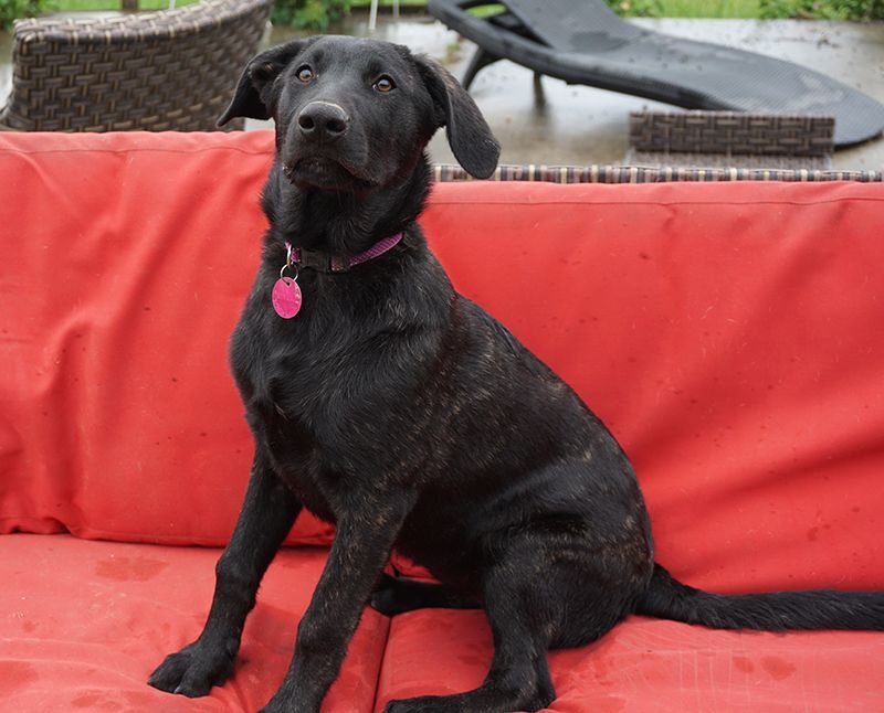 KiKi, a Adoptable mixed breed in Houston, TX image 3/10