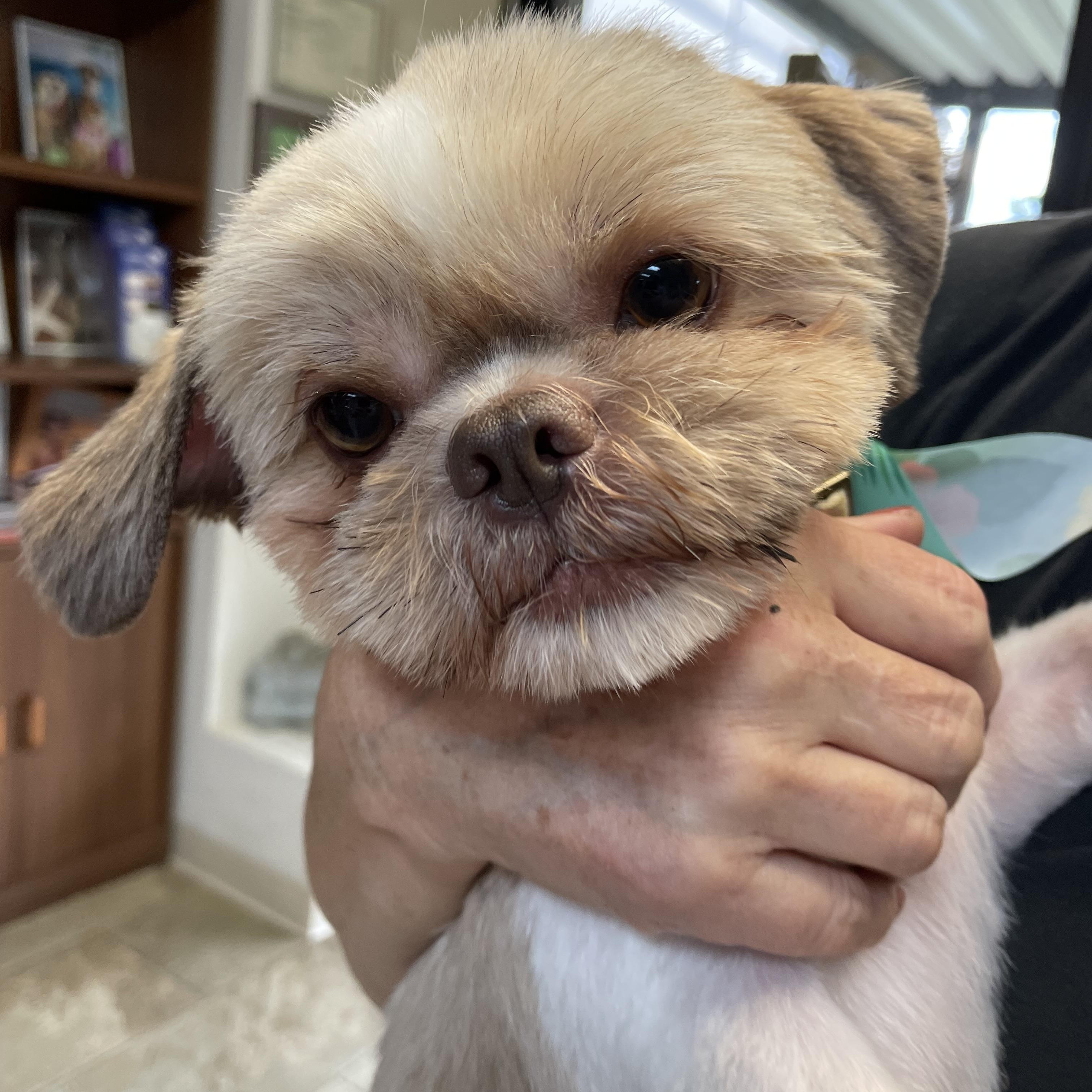 Enlarge Coco, an adopted mixed breed in Fairfax, VA image 3/5