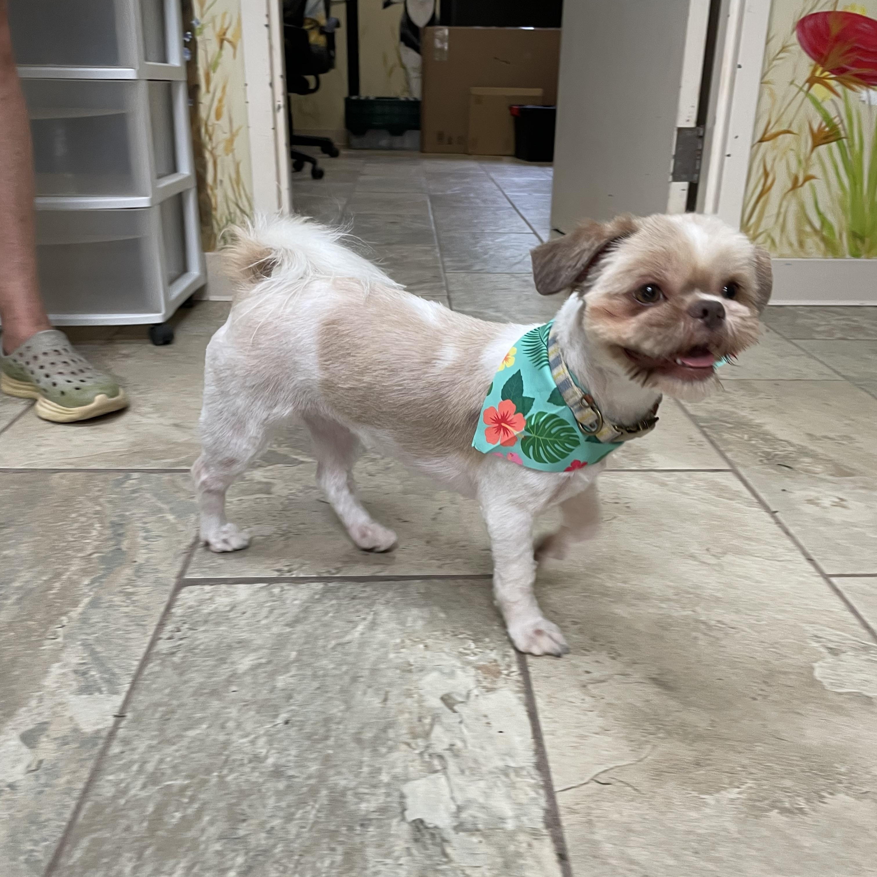 Enlarge Coco, an adopted mixed breed in Fairfax, VA image 2/5
