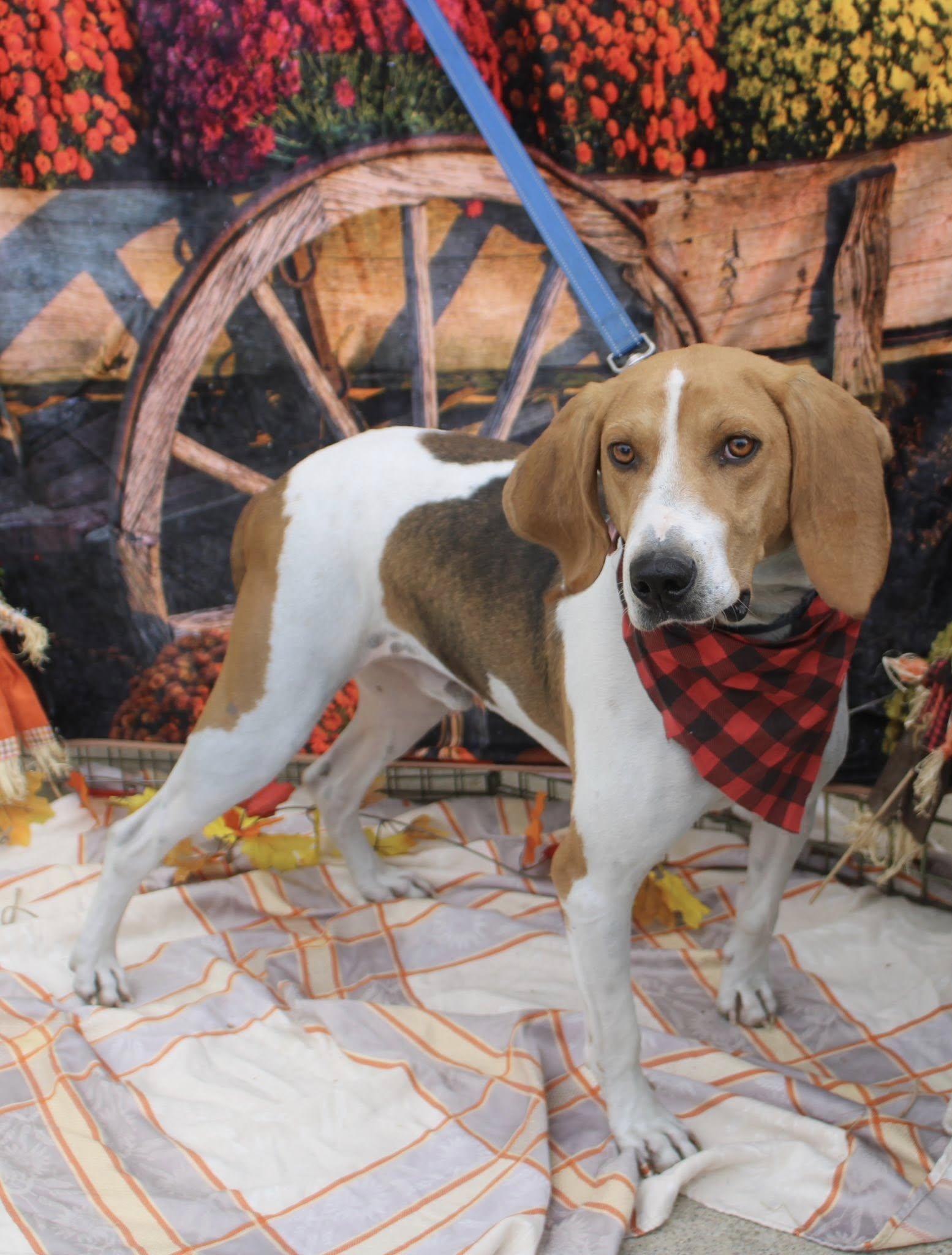 Daniel Boone, Adoptable, Adult Male English Coonhound & Coonhound.