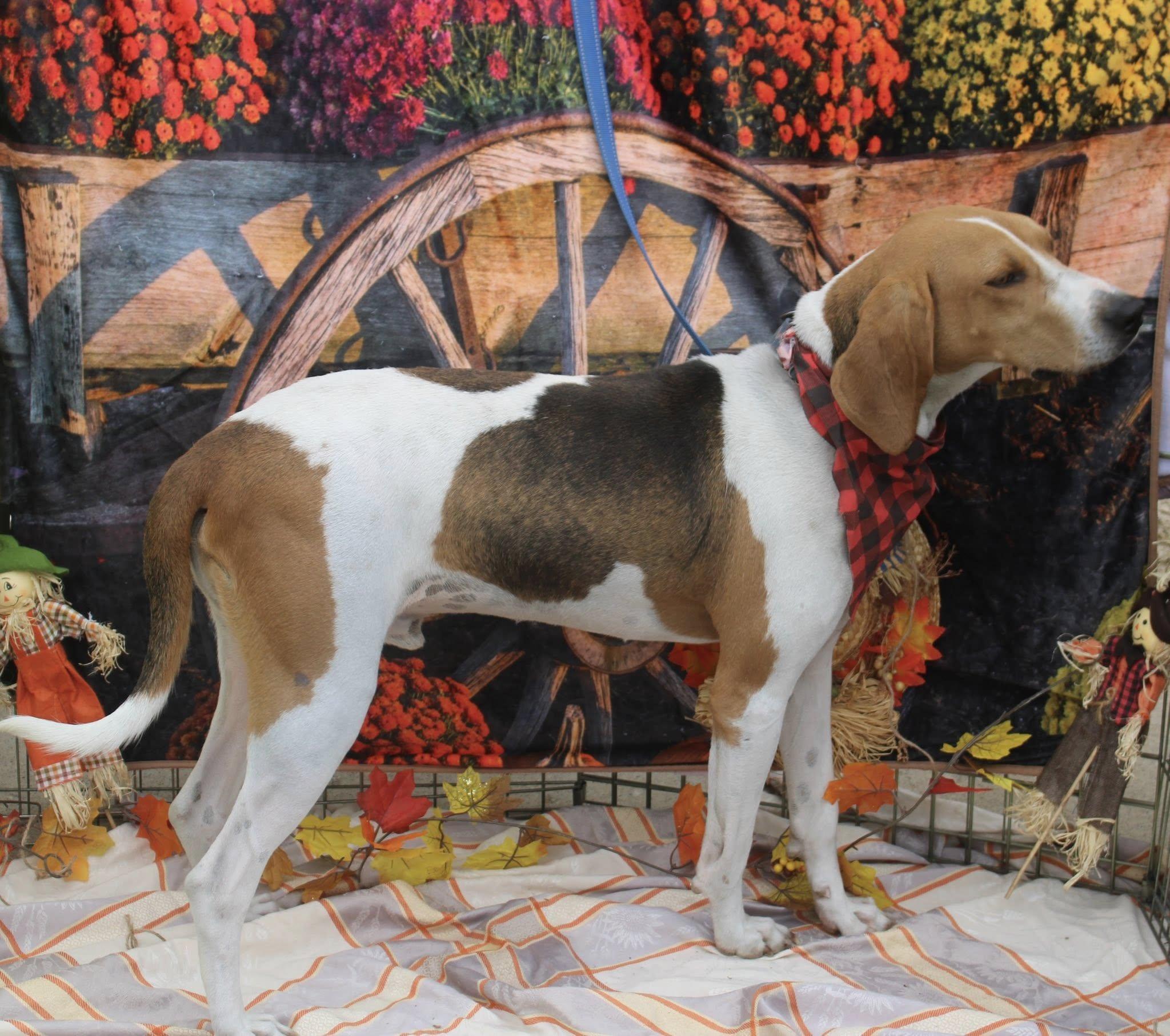 Daniel Boone, a Adoptable mixed breed in Stuarts Draft, VA image 2/6