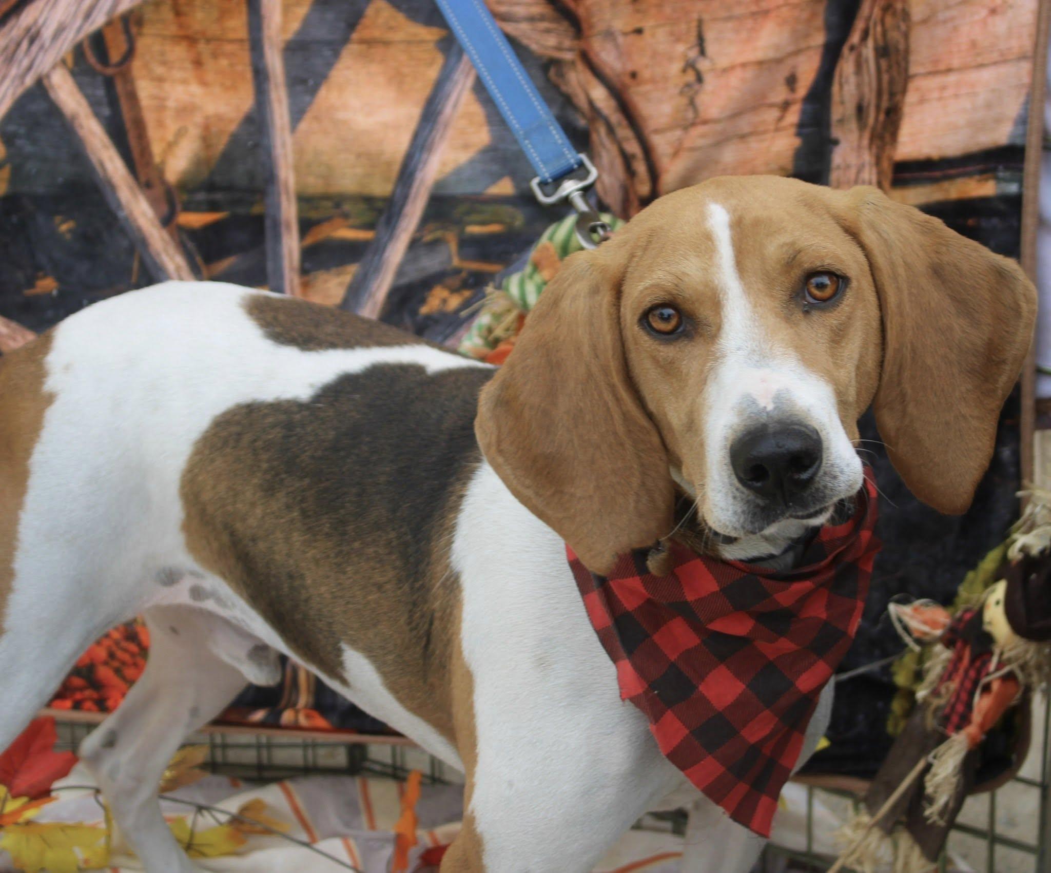 Daniel Boone, a Adoptable mixed breed in Stuarts Draft, VA image 3/6