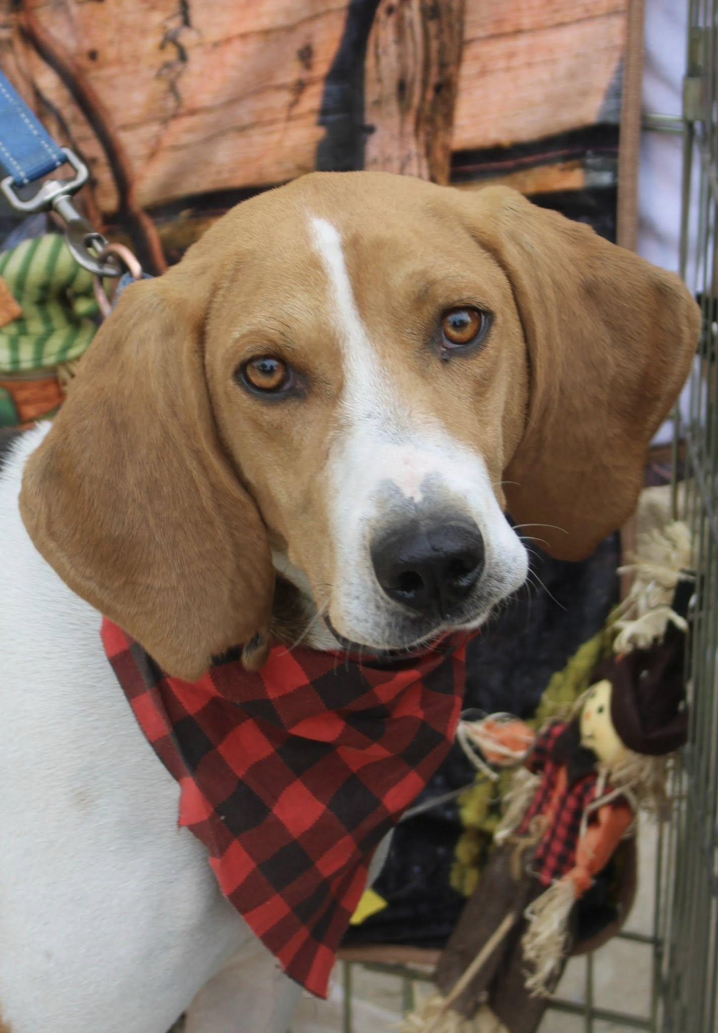 Daniel Boone, a Adoptable mixed breed in Stuarts Draft, VA image 5/6