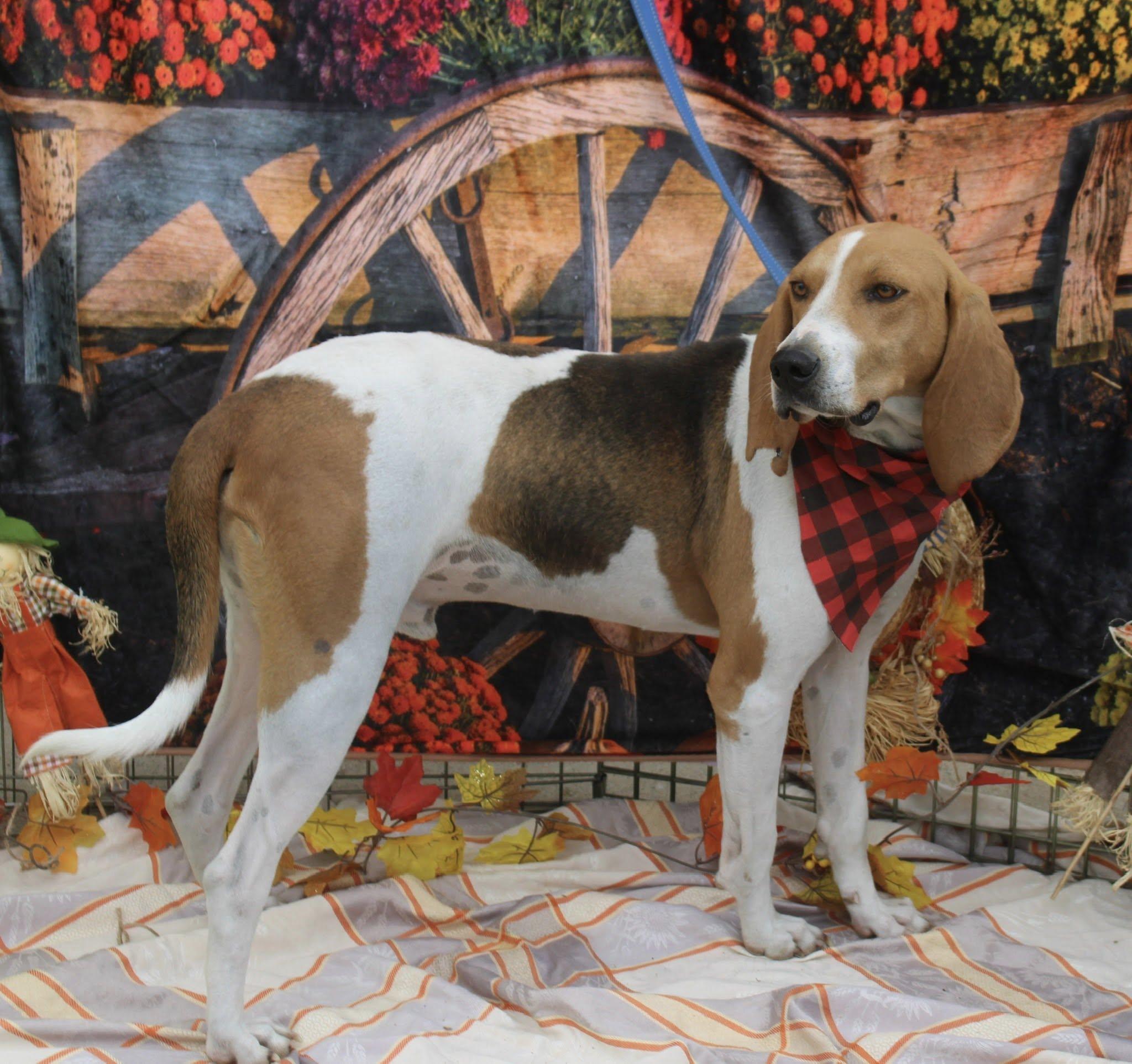 Daniel Boone, a Adoptable mixed breed in Stuarts Draft, VA image 6/6