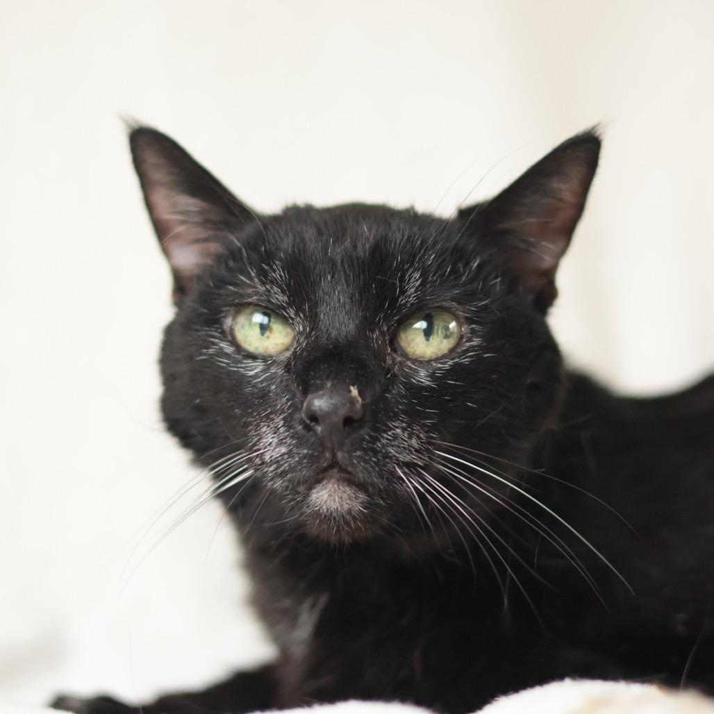 Tampa Bae, Adoptable, Senior Female Domestic Short Hair.