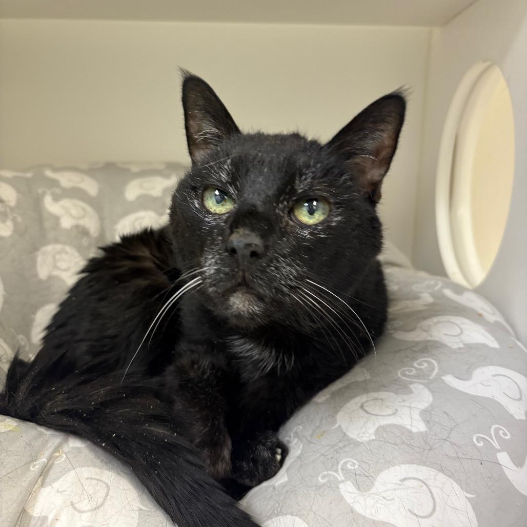 Enlarge Tampa Bae, a Adoptable Domestic Short Hair in Philadelphia, PA image 1/6