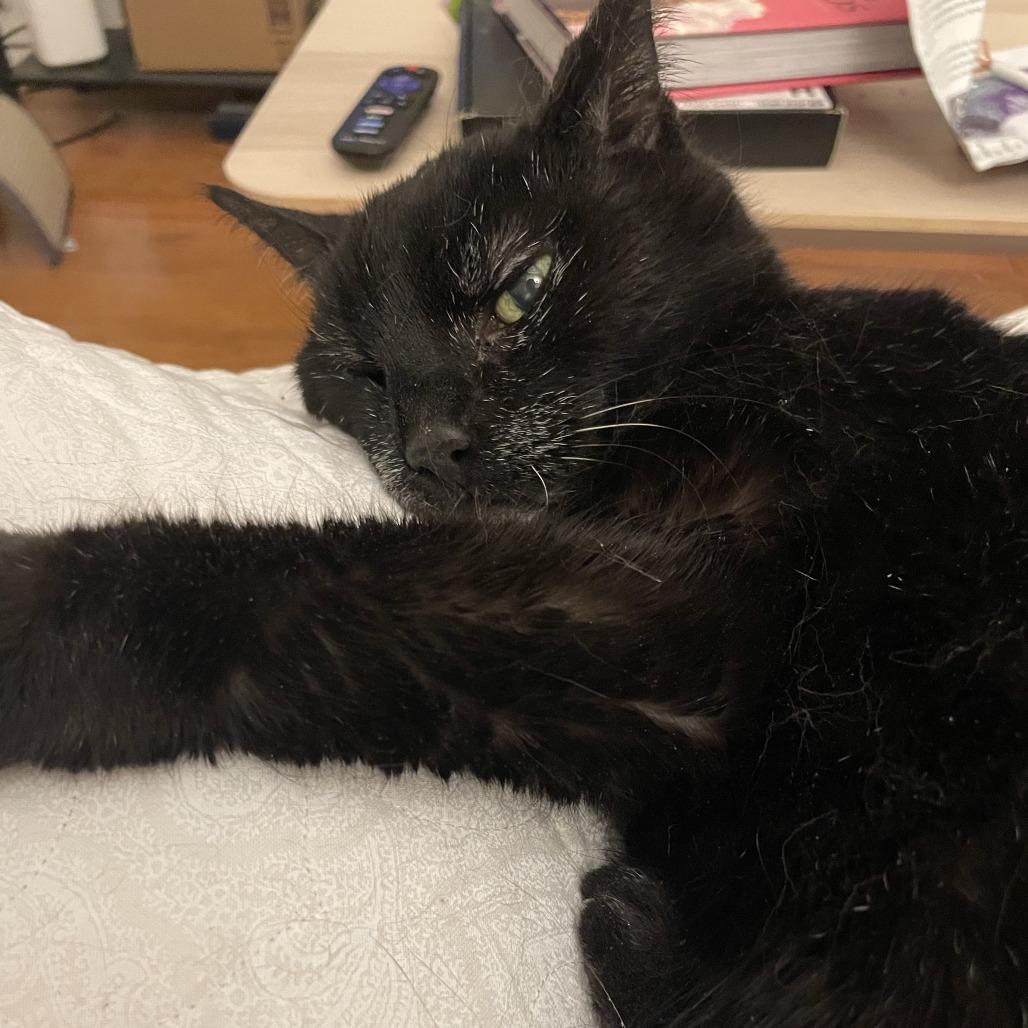 Enlarge Tampa Bae, a Adoptable Domestic Short Hair in Philadelphia, PA image 2/6