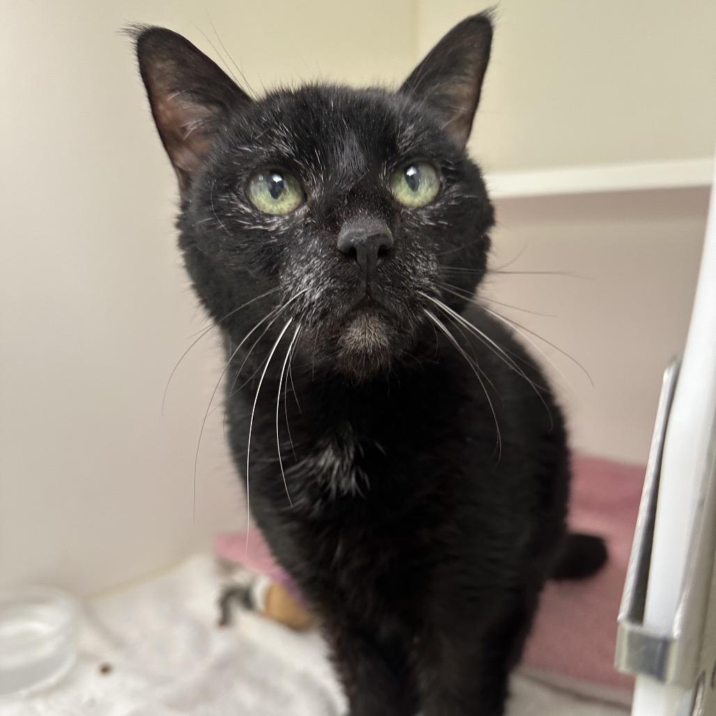 Enlarge Tampa Bae, a Adoptable Domestic Short Hair in Philadelphia, PA image 3/6