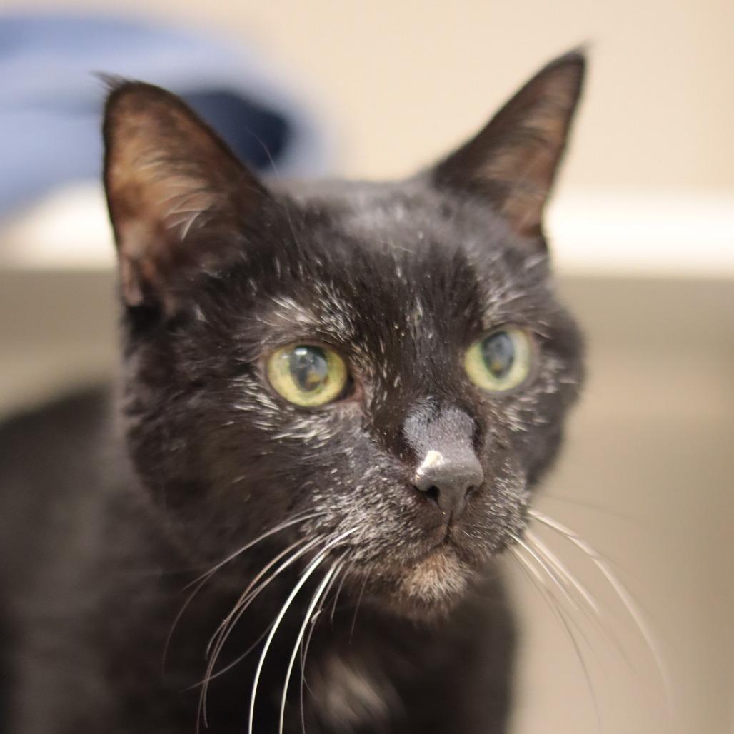 Enlarge Tampa Bae, a Adoptable Domestic Short Hair in Philadelphia, PA image 4/6