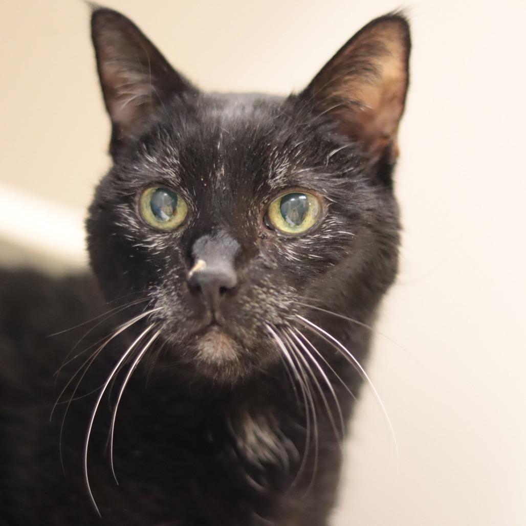 Enlarge Tampa Bae, a Adoptable Domestic Short Hair in Philadelphia, PA image 5/6