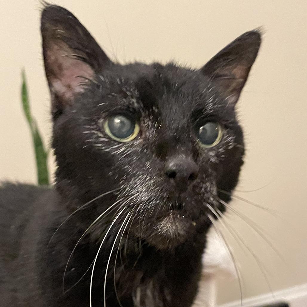 Enlarge Tampa Bae, a Adoptable Domestic Short Hair in Philadelphia, PA image 6/6