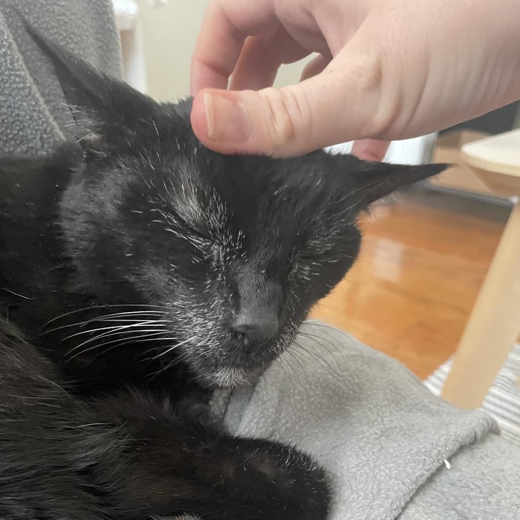 Enlarge Tampa Bae, a Adoptable Domestic Short Hair in Philadelphia, PA image 6/6