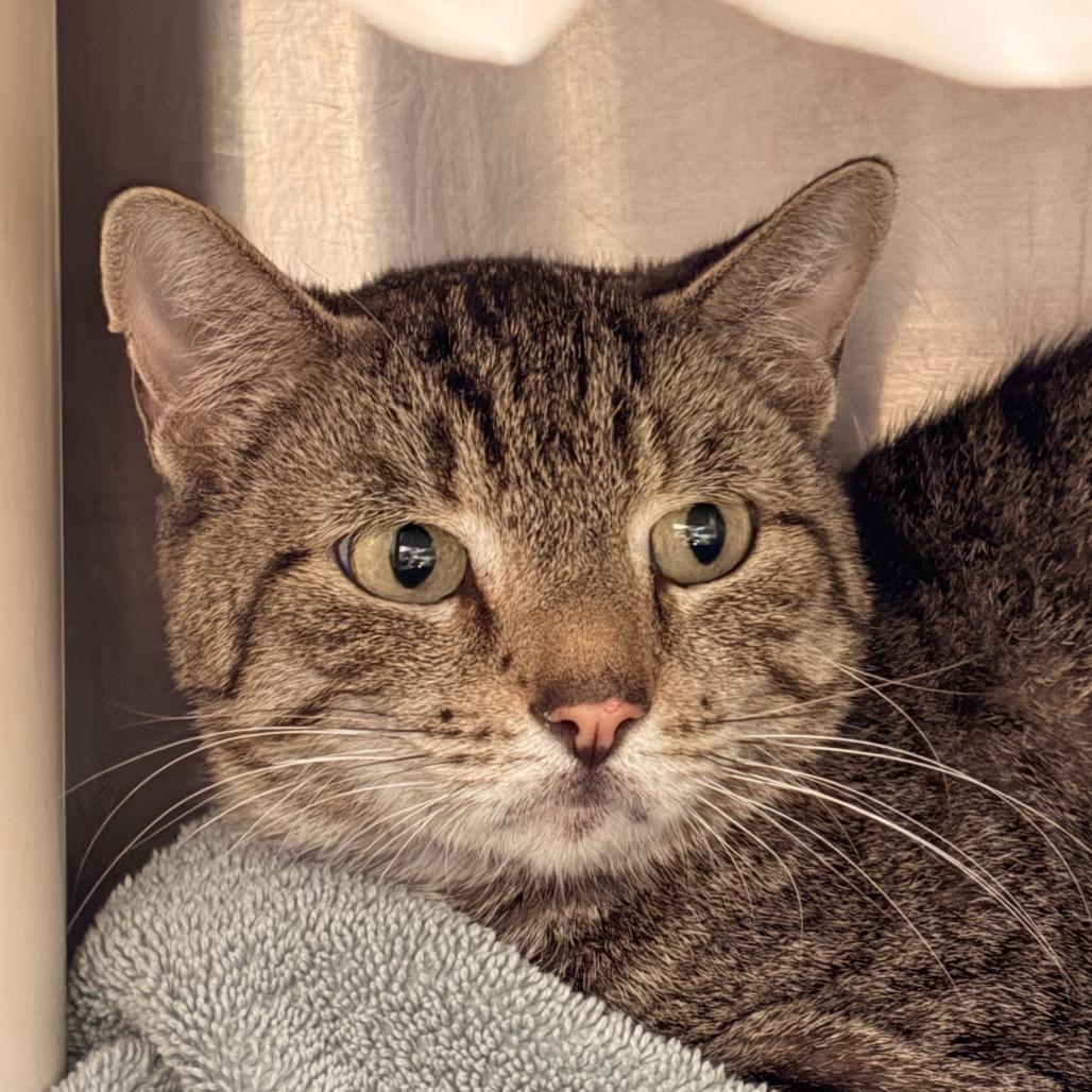 Frida, Adoptable, Adult Female Domestic Short Hair.