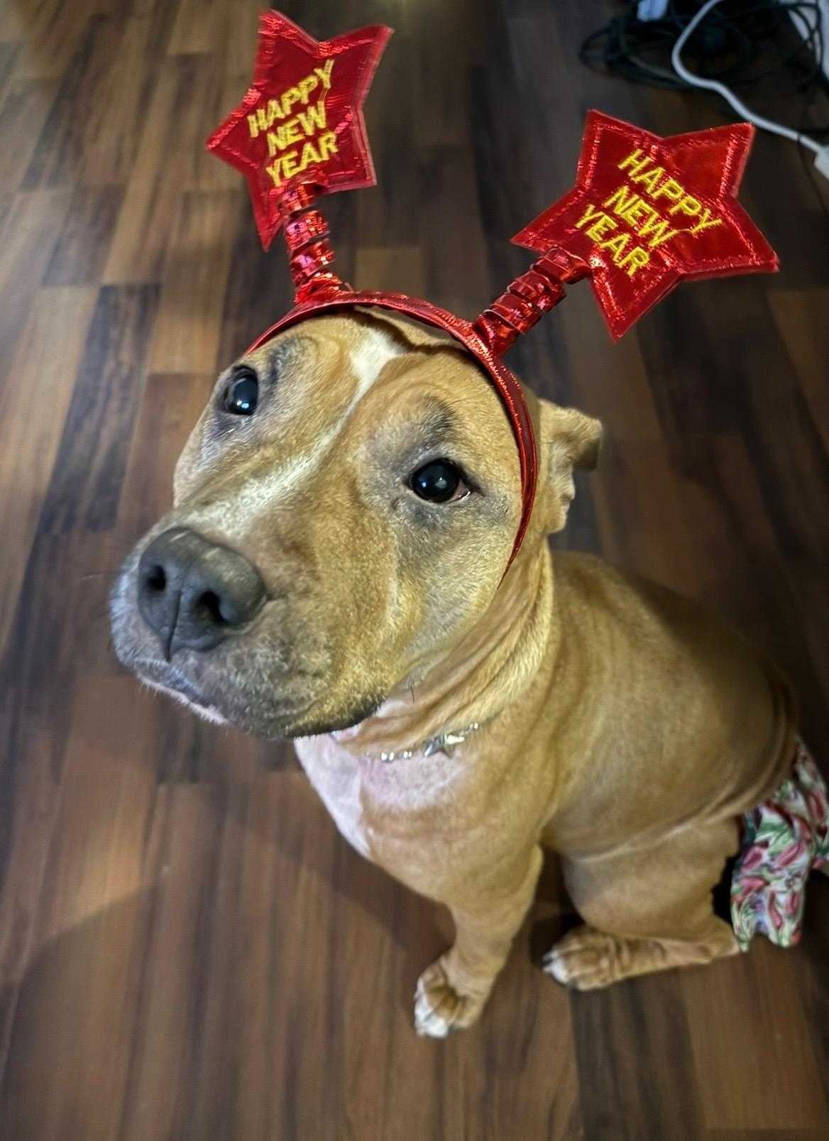 Ellie, a ADOPTABLE mixed breed in San Antonio, TX image 2/6