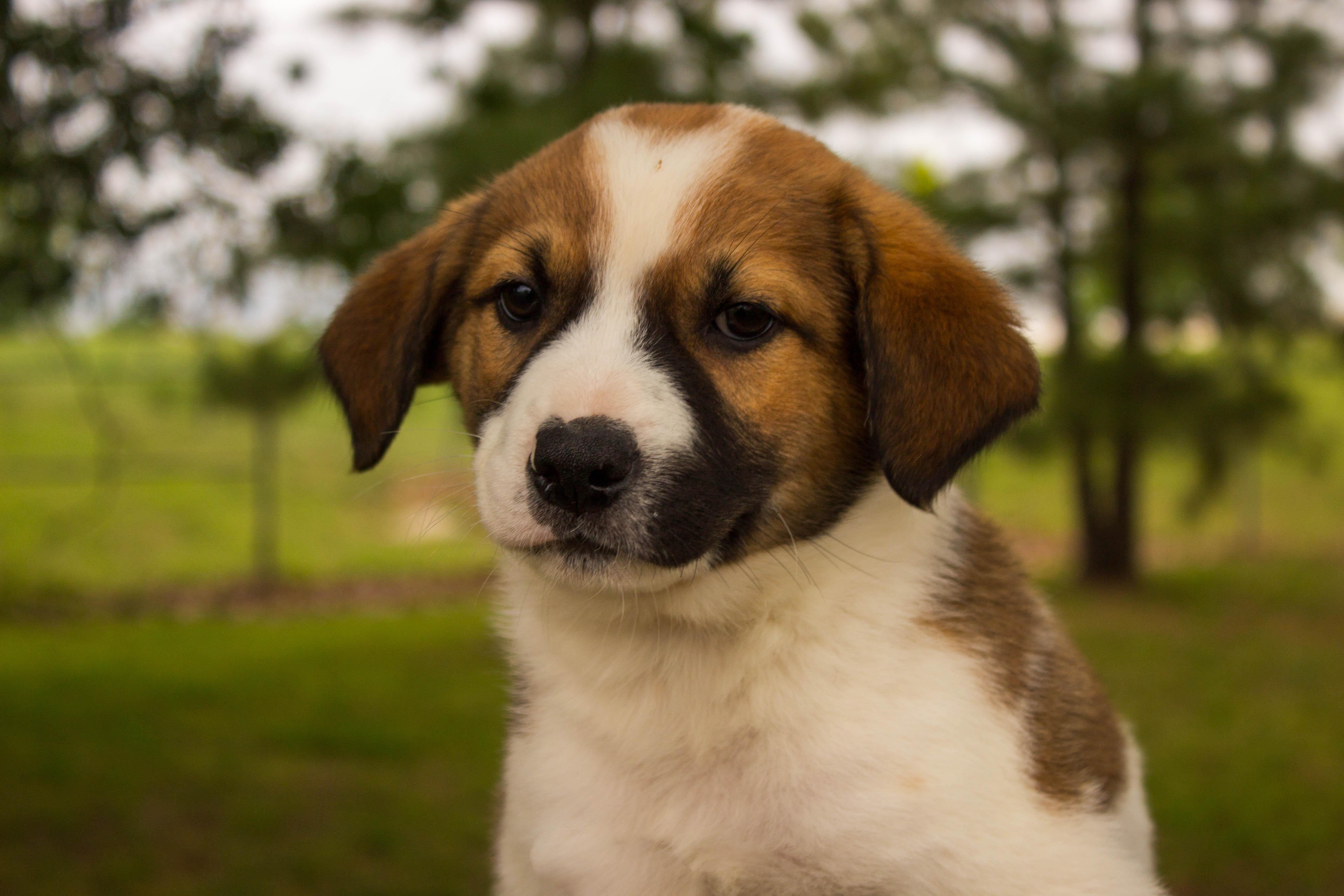 Enlarge TREVOR, an adopted mixed breed in Jenks, OK image 1/1