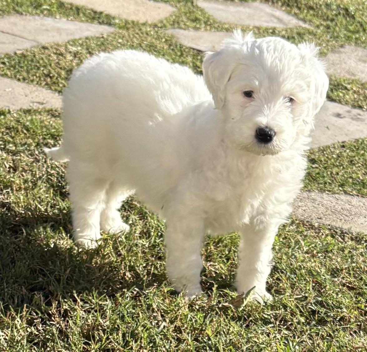 Enlarge Charlotte, an adopted mixed breed in Covina, CA image 2/2