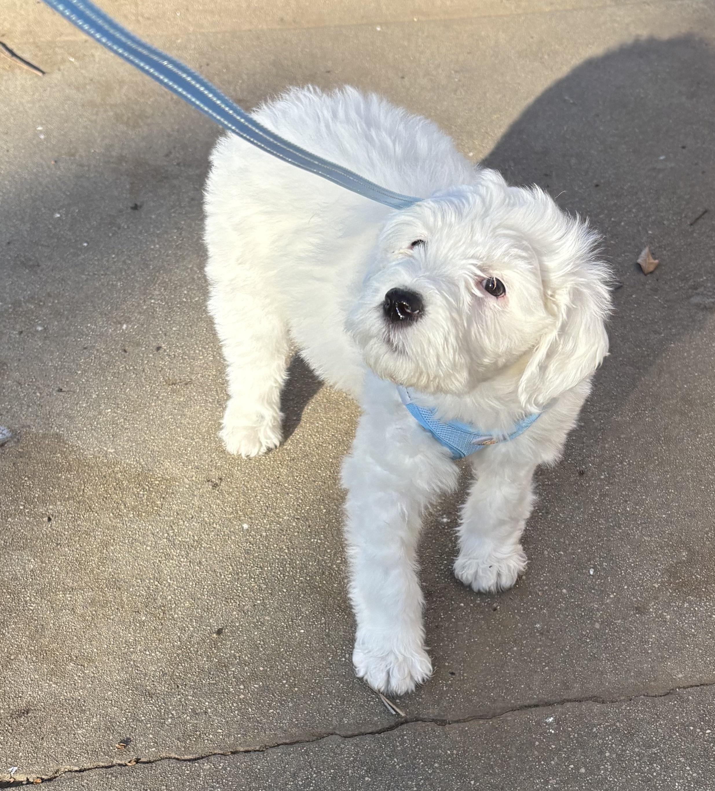 Enlarge Charlotte, an adopted mixed breed in Covina, CA image 1/2