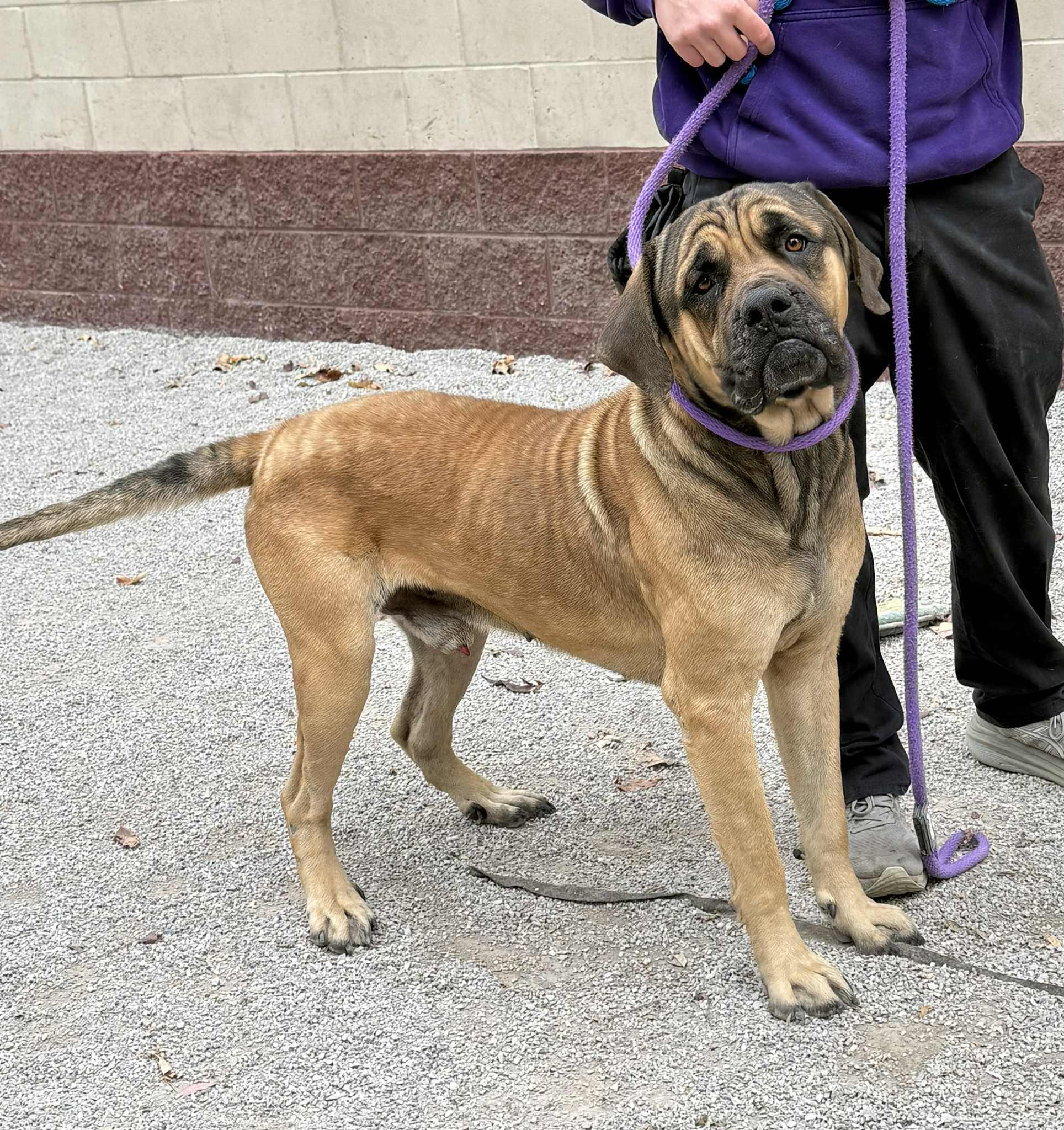 Enlarge Hoss (in a FOSTER home), a Adoptable Mastiff in Springfield, IL image 3/6