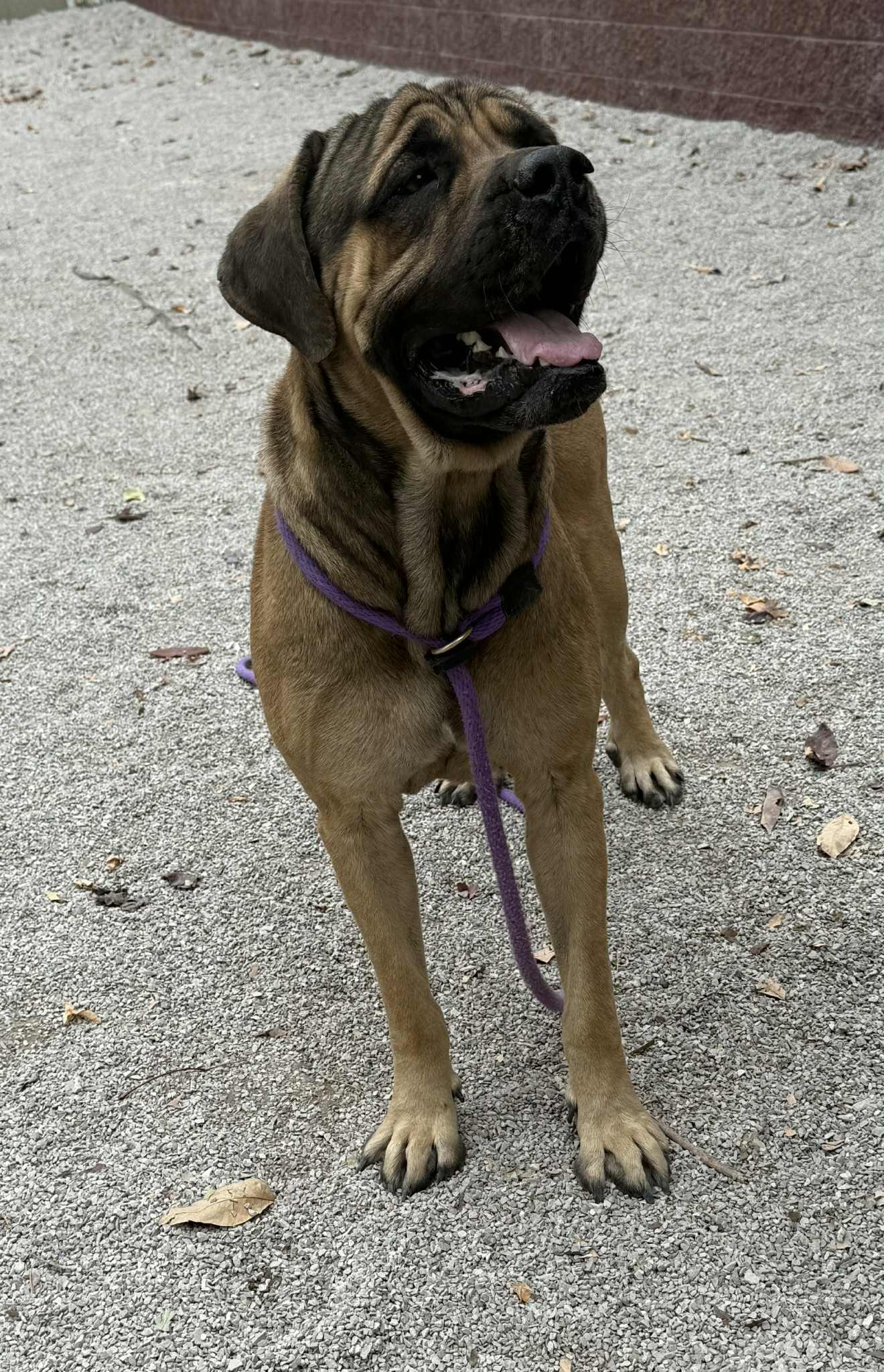 Enlarge Hoss (in a FOSTER home), a Adoptable Mastiff in Springfield, IL image 4/6