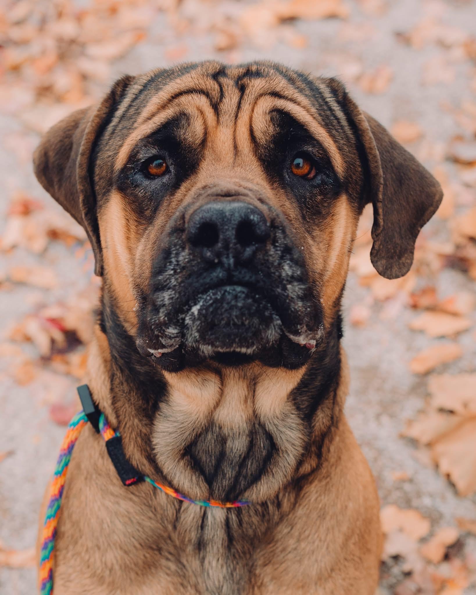 Hoss (in a FOSTER home), Adoptable, Adult Male Mastiff.