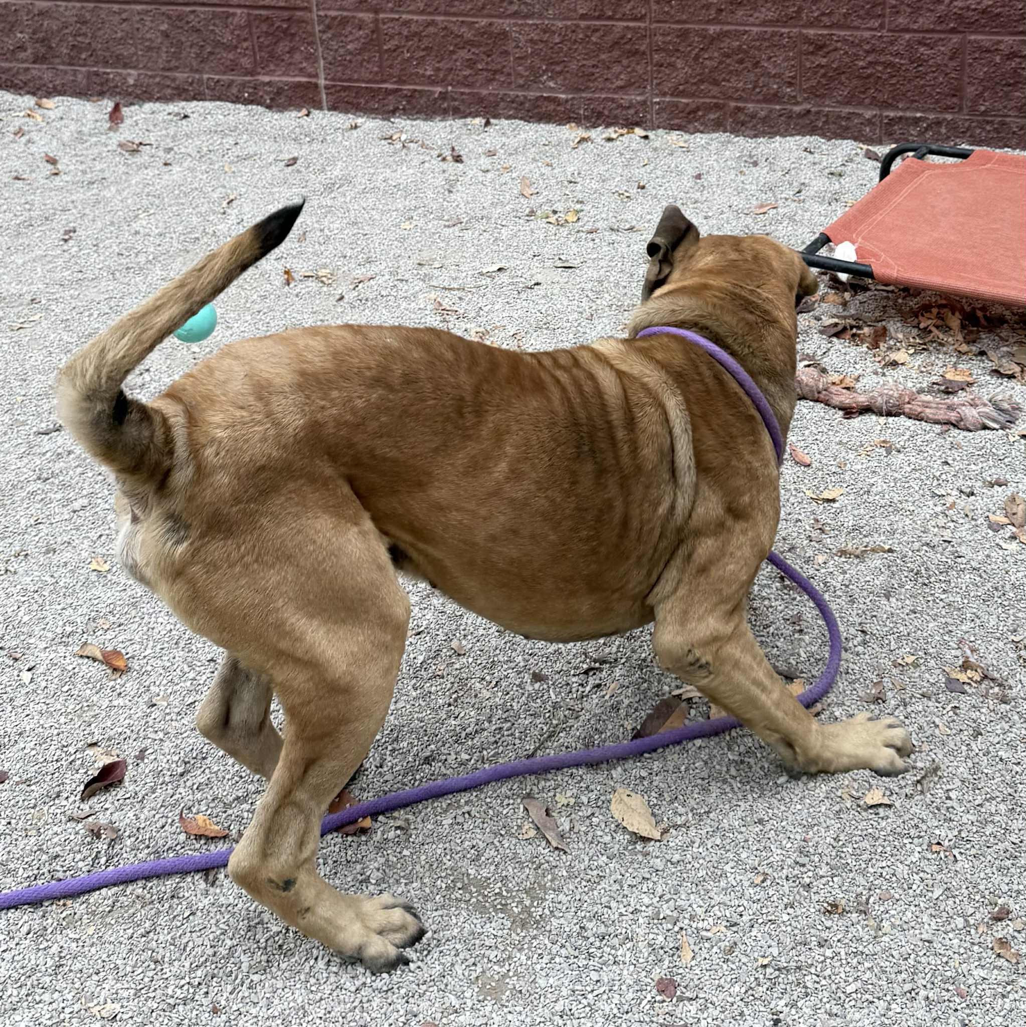 Enlarge Hoss (in a FOSTER home), a Adoptable Mastiff in Springfield, IL image 5/6
