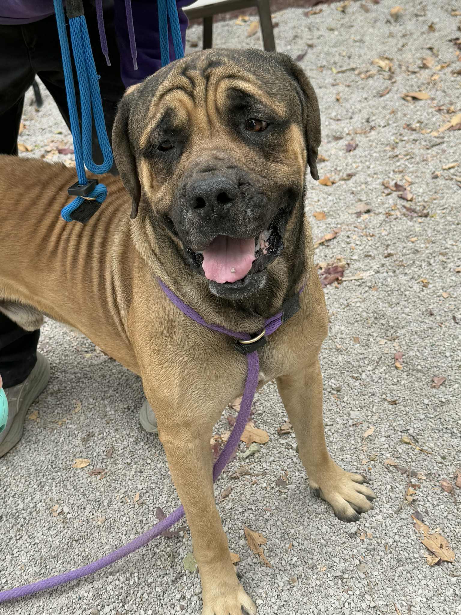 Enlarge Hoss (in a FOSTER home), a Adoptable Mastiff in Springfield, IL image 6/6