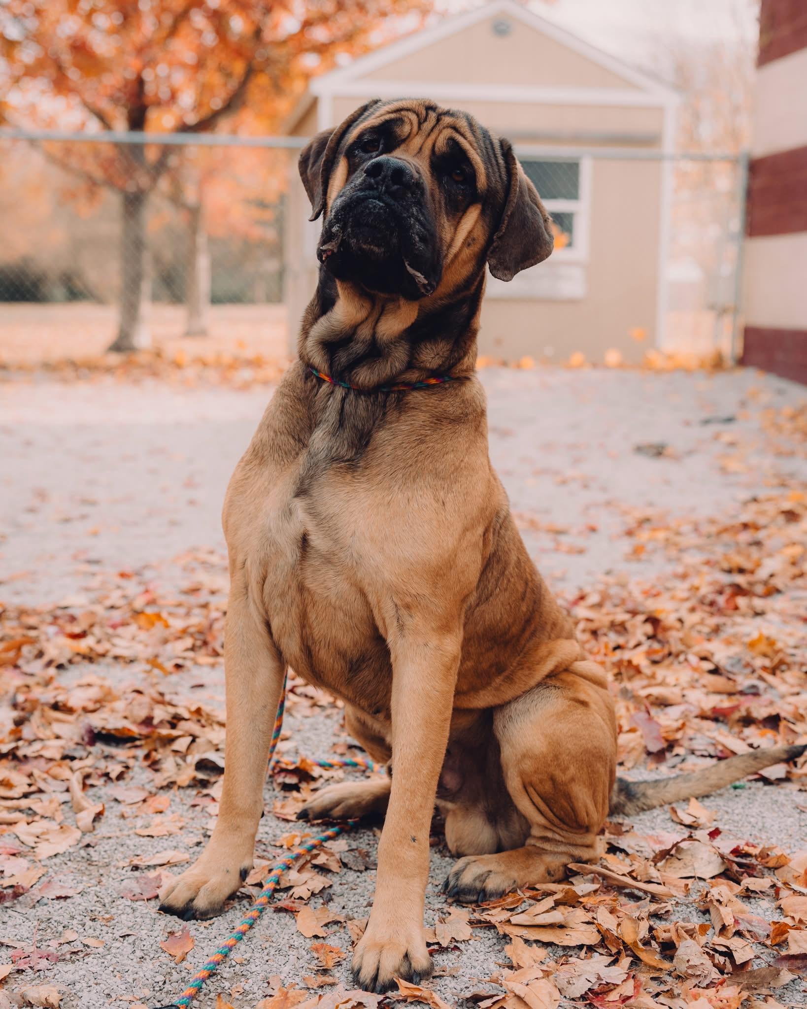 Enlarge Hoss (in a FOSTER home), a Adoptable Mastiff in Springfield, IL image 2/6
