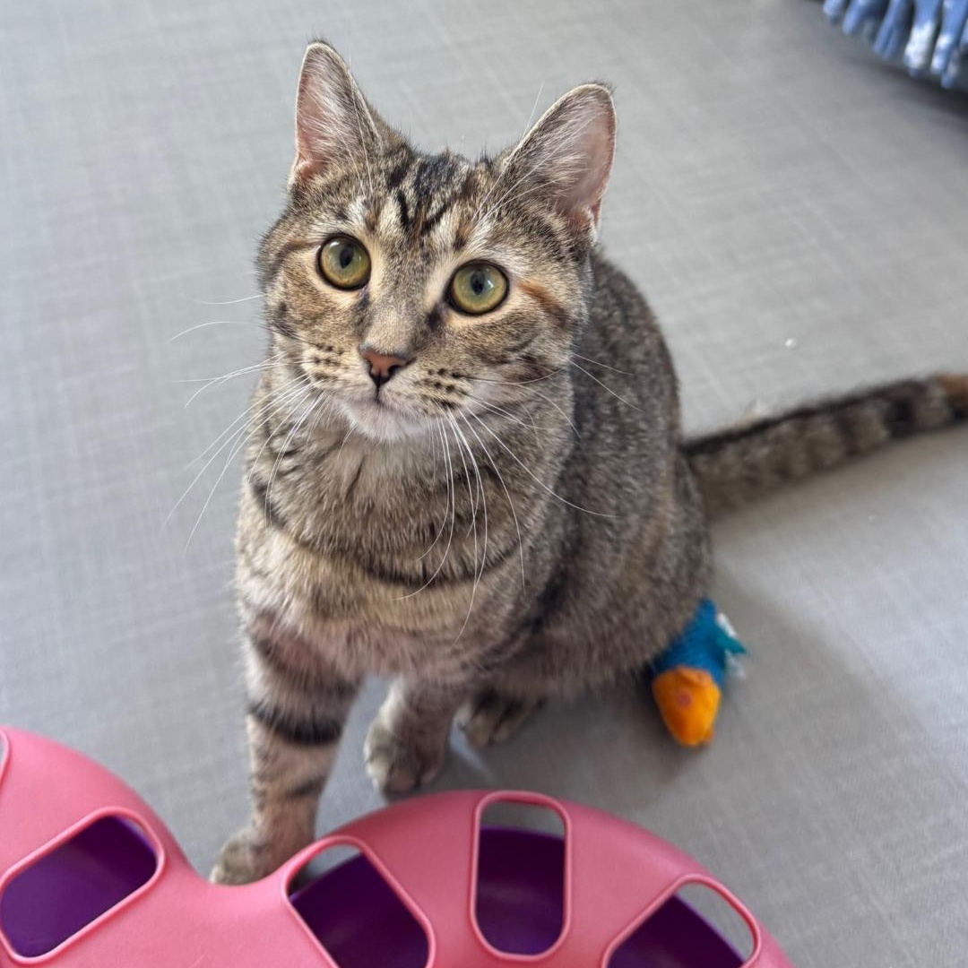Enlarge Autumn, a Adoptable Domestic Short Hair in Greensburg, PA image 6/6