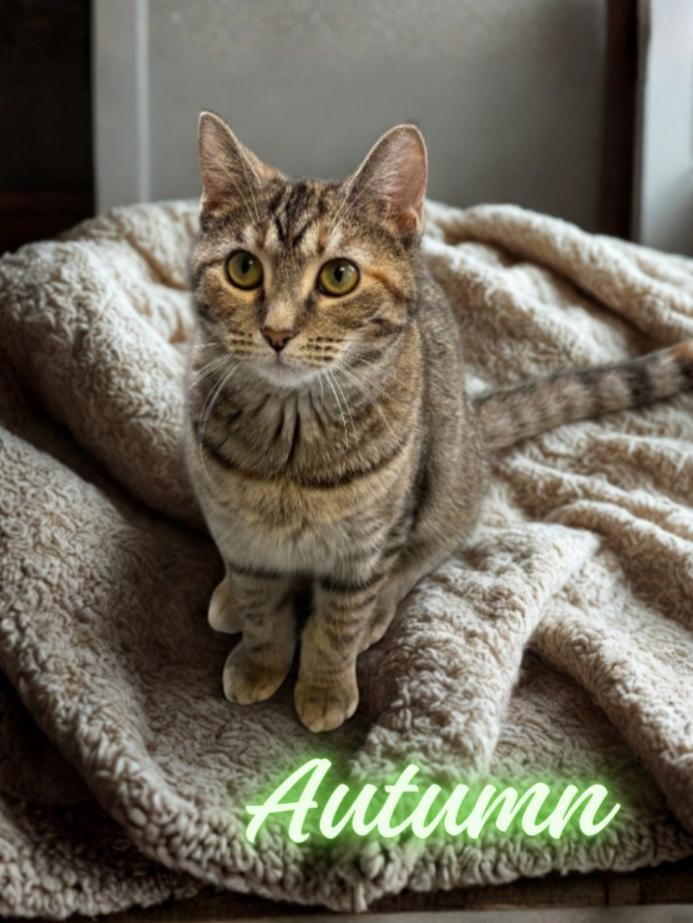 Enlarge Autumn, a Adoptable Domestic Short Hair in Greensburg, PA image 1/6