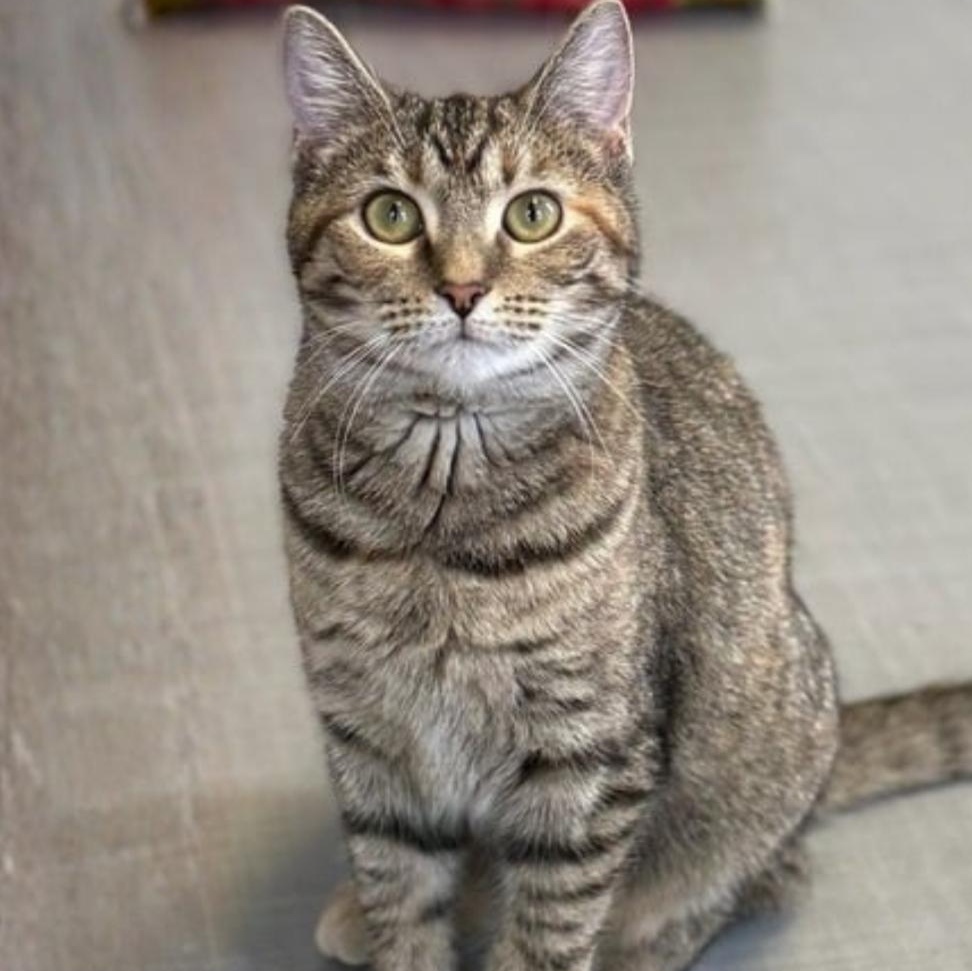 Enlarge Autumn, a Adoptable Domestic Short Hair in Greensburg, PA image 2/6