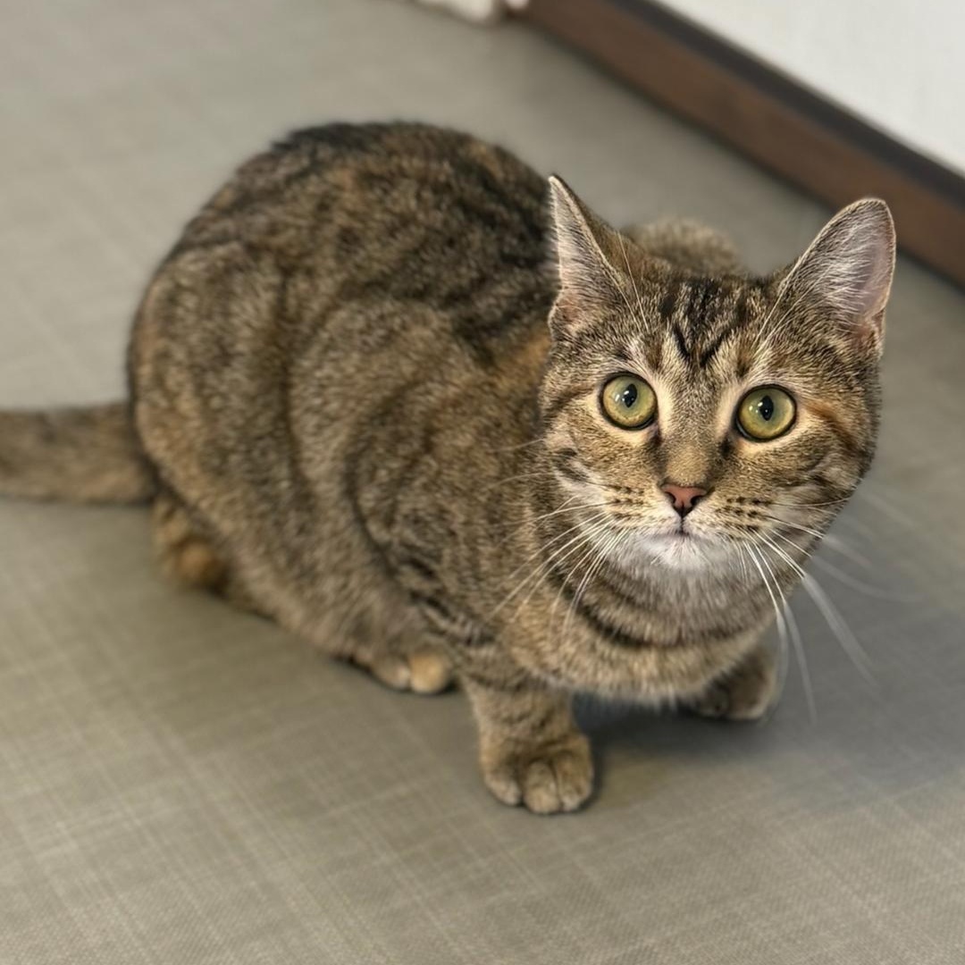 Enlarge Autumn, a Adoptable Domestic Short Hair in Greensburg, PA image 5/6