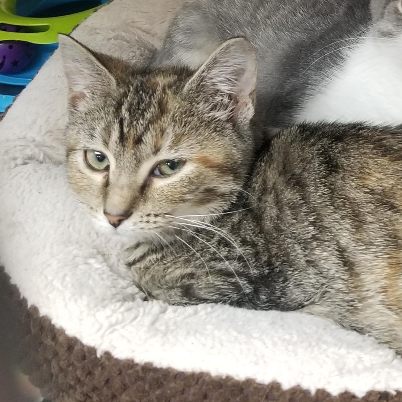 Autumn, a Adoptable Domestic Short Hair in Greensburg, PA image 1/2