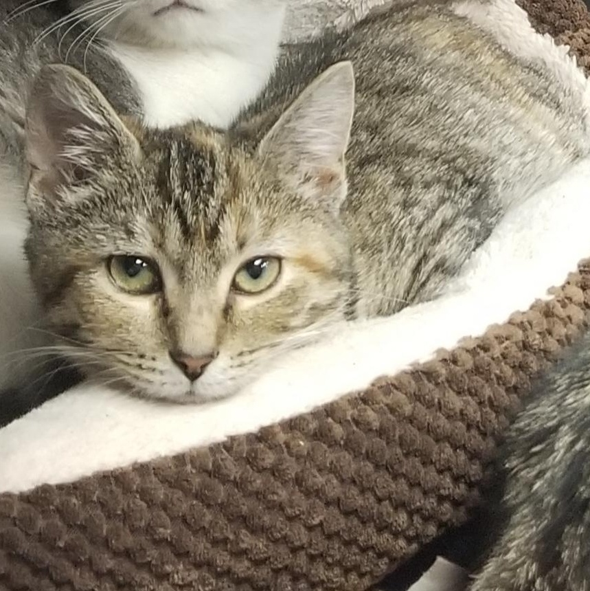 Autumn, Adoptable, Kitten Female Domestic Short Hair.