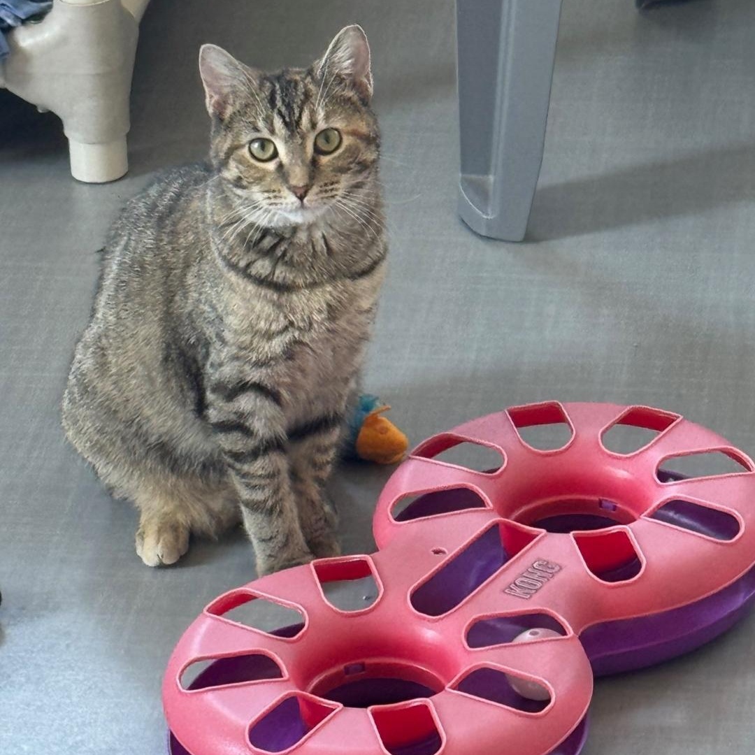 Enlarge Autumn, a Adoptable Domestic Short Hair in Greensburg, PA image 4/6