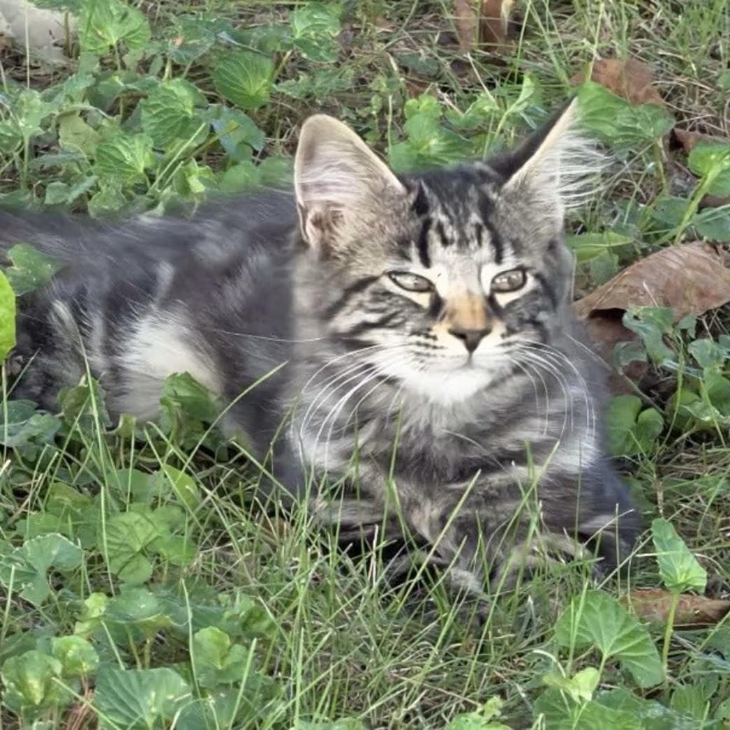 Enlarge Midnight, a Adoptable Domestic Long Hair in Findlay, OH image 1/1