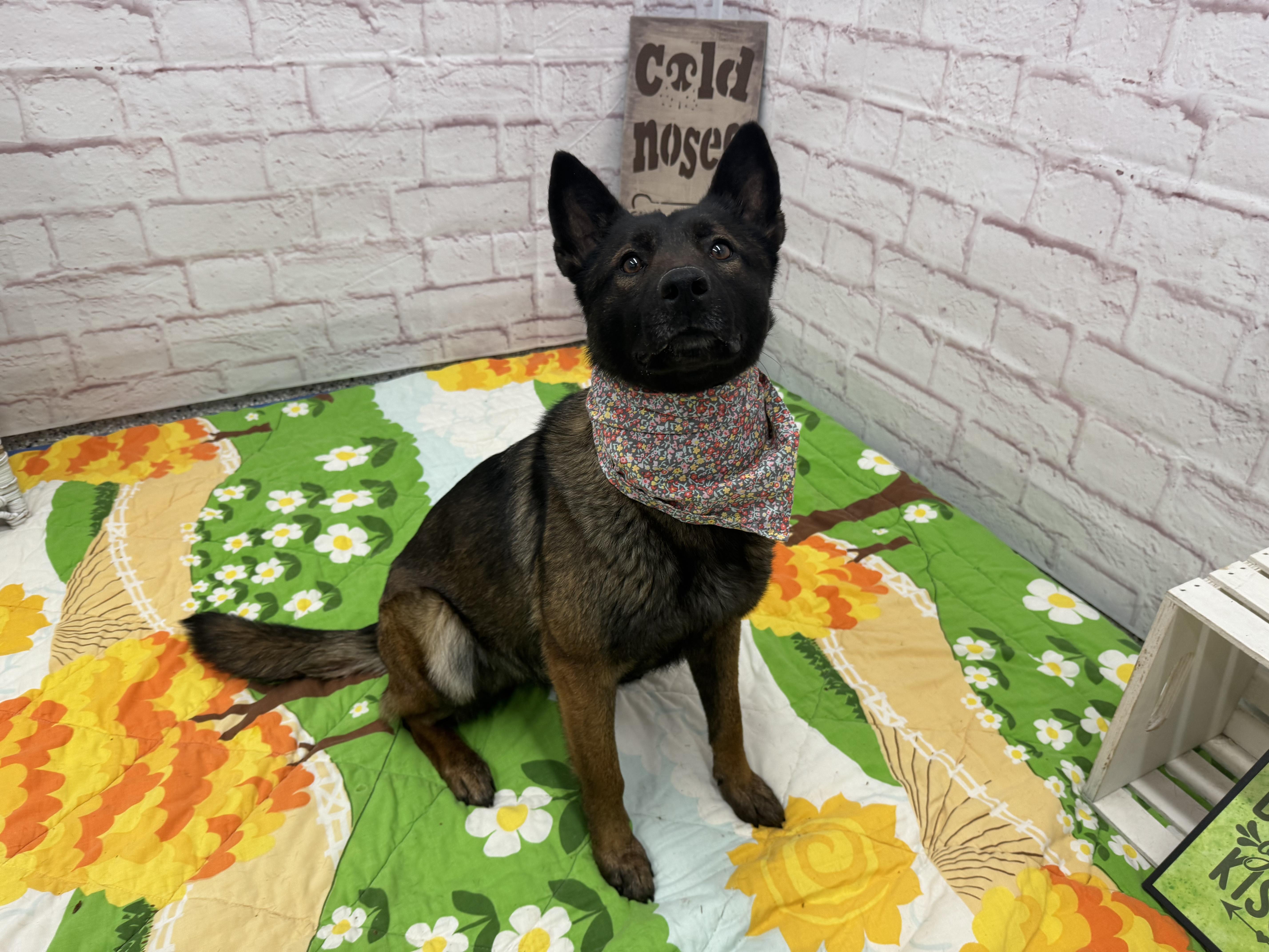 Enlarge Maisie, a Adoptable mixed breed in Oxford, MI image 4/6