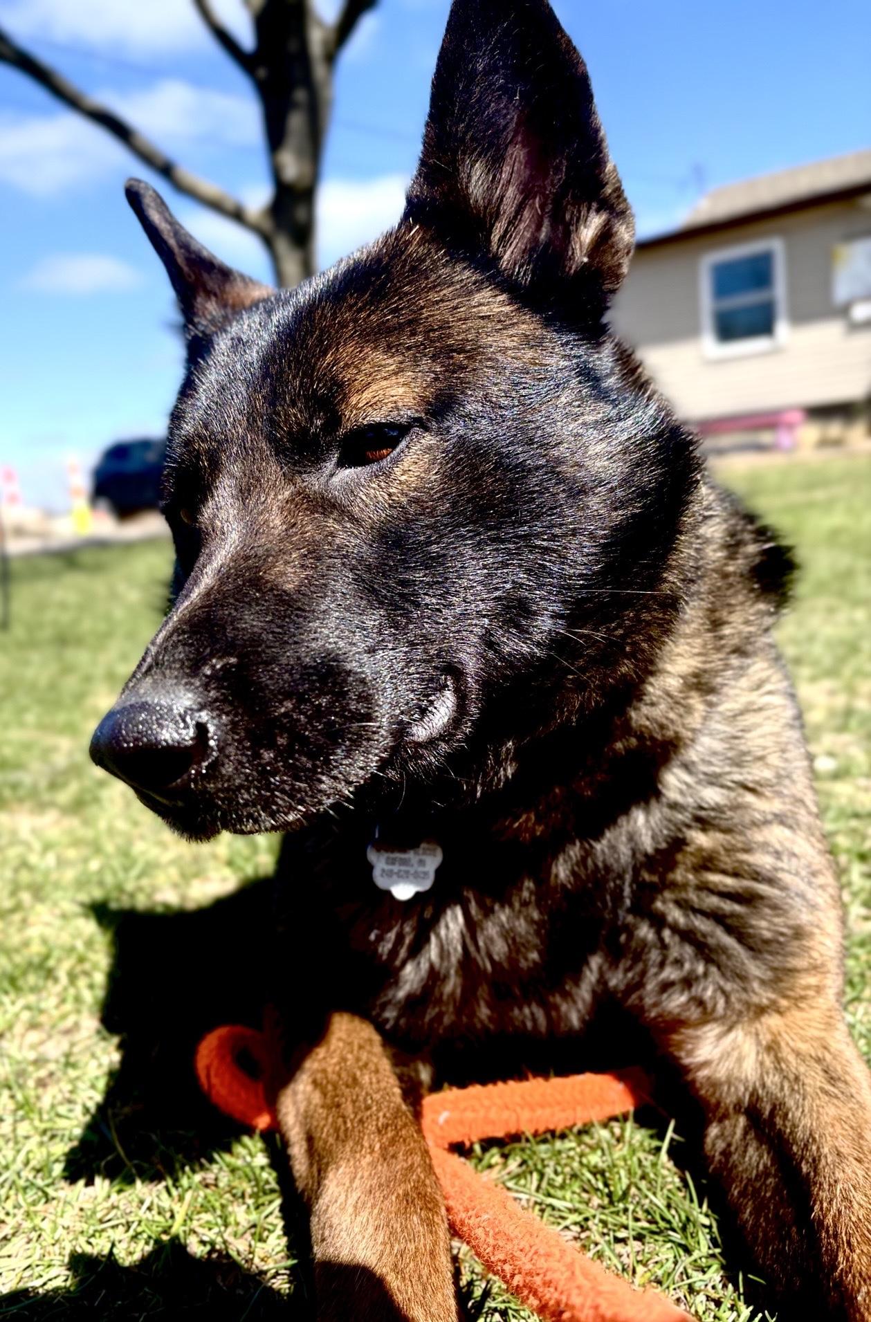 Enlarge Maisie, a Adoptable mixed breed in Oxford, MI image 2/6