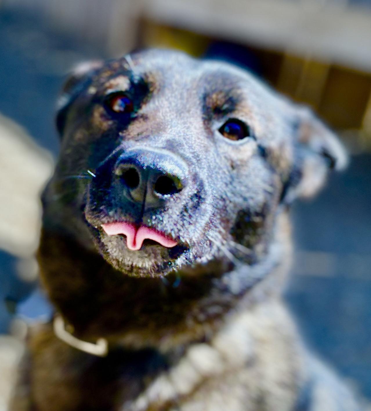 Enlarge Maisie, a Adoptable mixed breed in Oxford, MI image 5/6