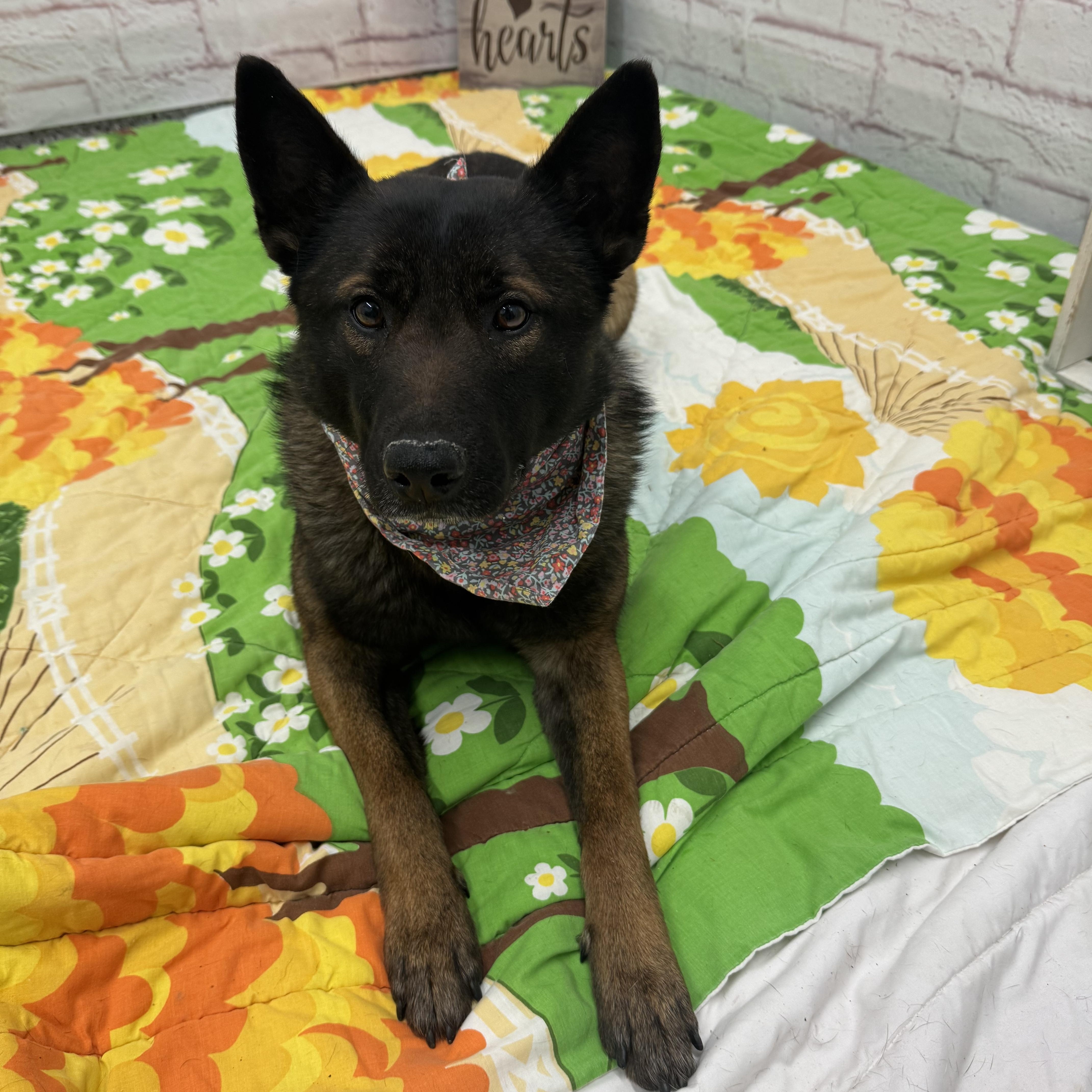 Enlarge Maisie, a Adoptable mixed breed in Oxford, MI image 3/6